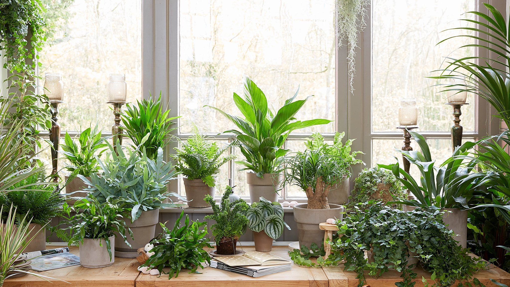 2048x1152 Lush Indoor Garden HD Wallpaper Haven Backgroundx1152