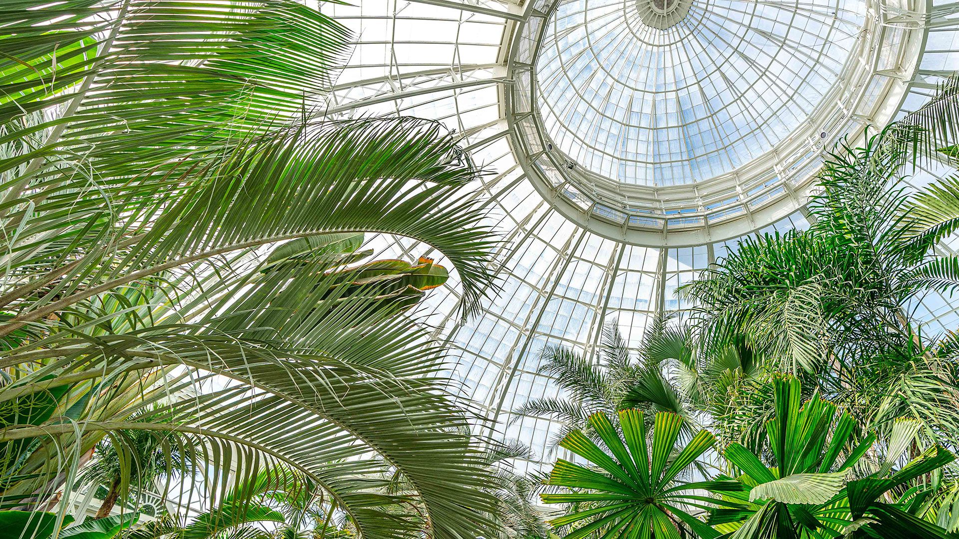 1920x1080 My NYBG Wallpaper. New York Botanical Garden
