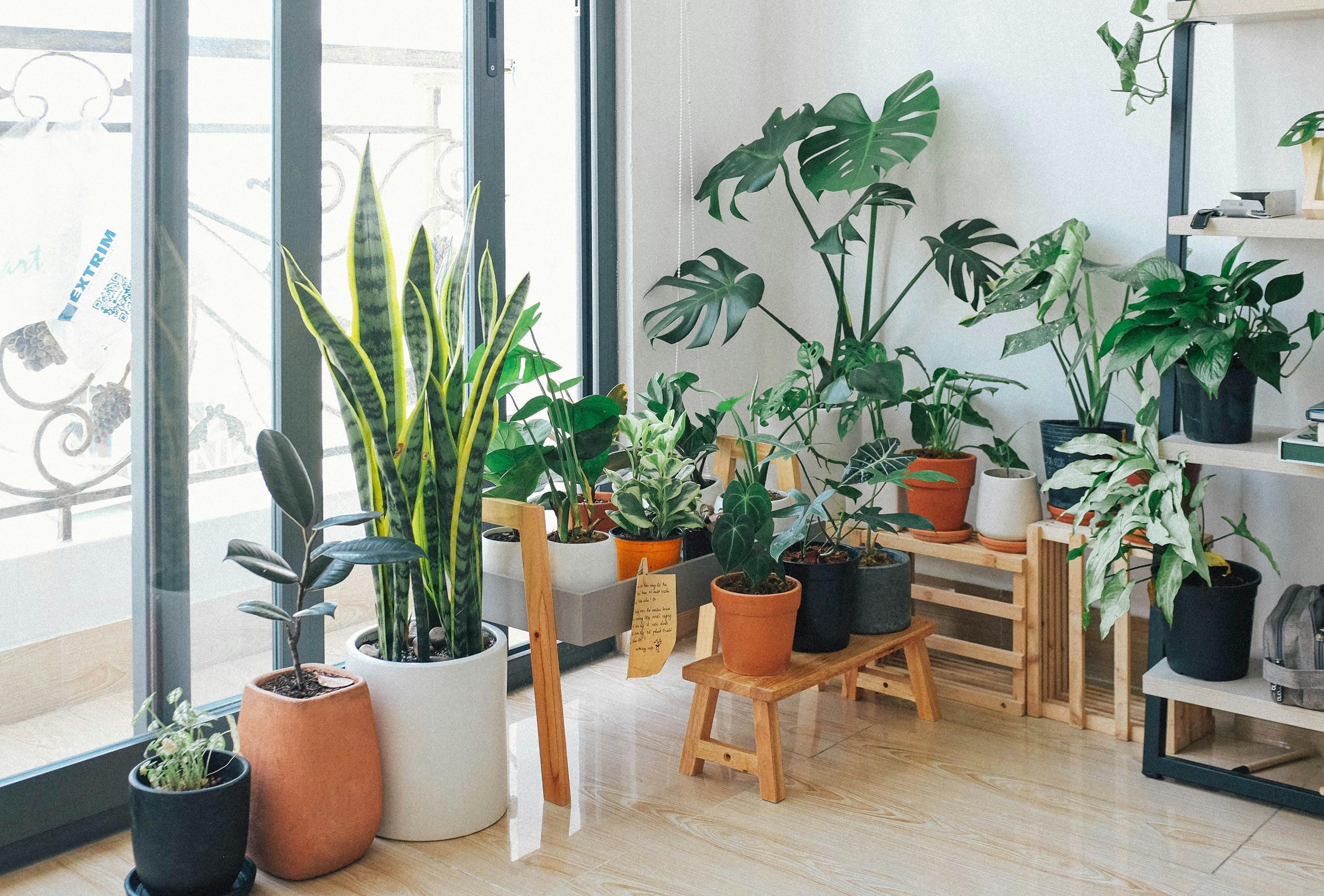 3219x2180 Potted Green Indoor Plants · Free