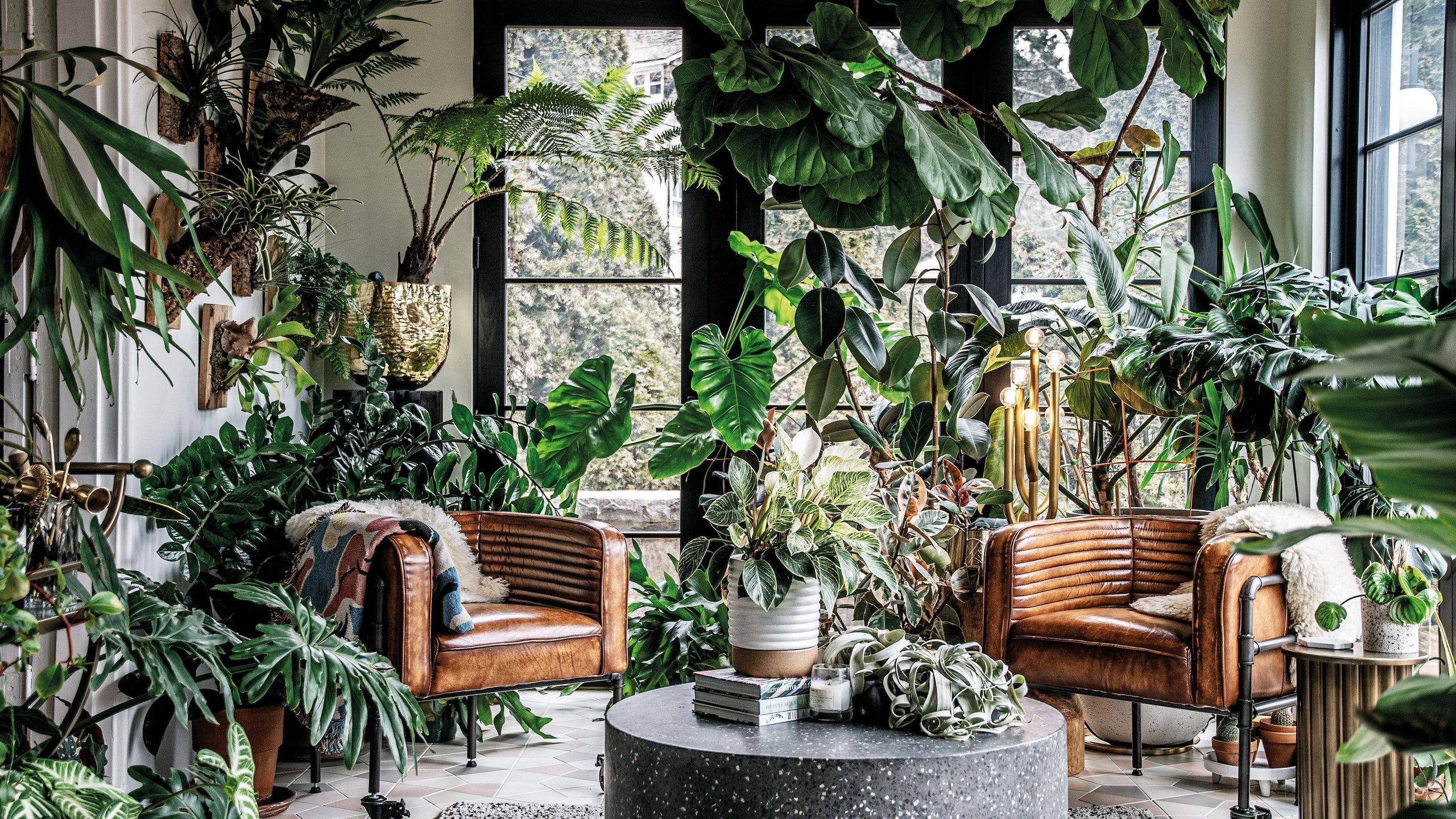 2560x1440 What plants are best for a lush indoor garden?