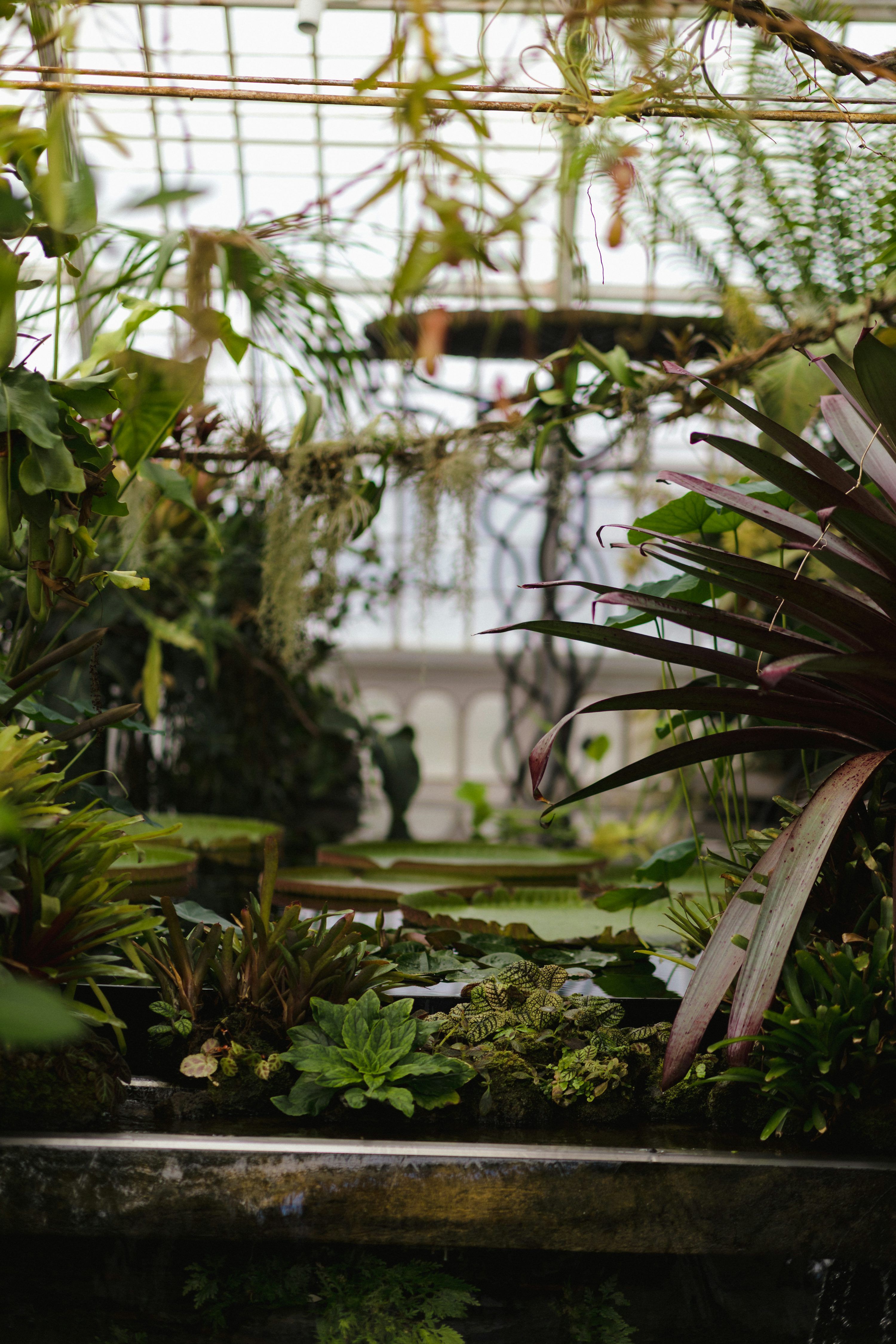 3000x4500 Lush green plants and water in a greenhouse photo