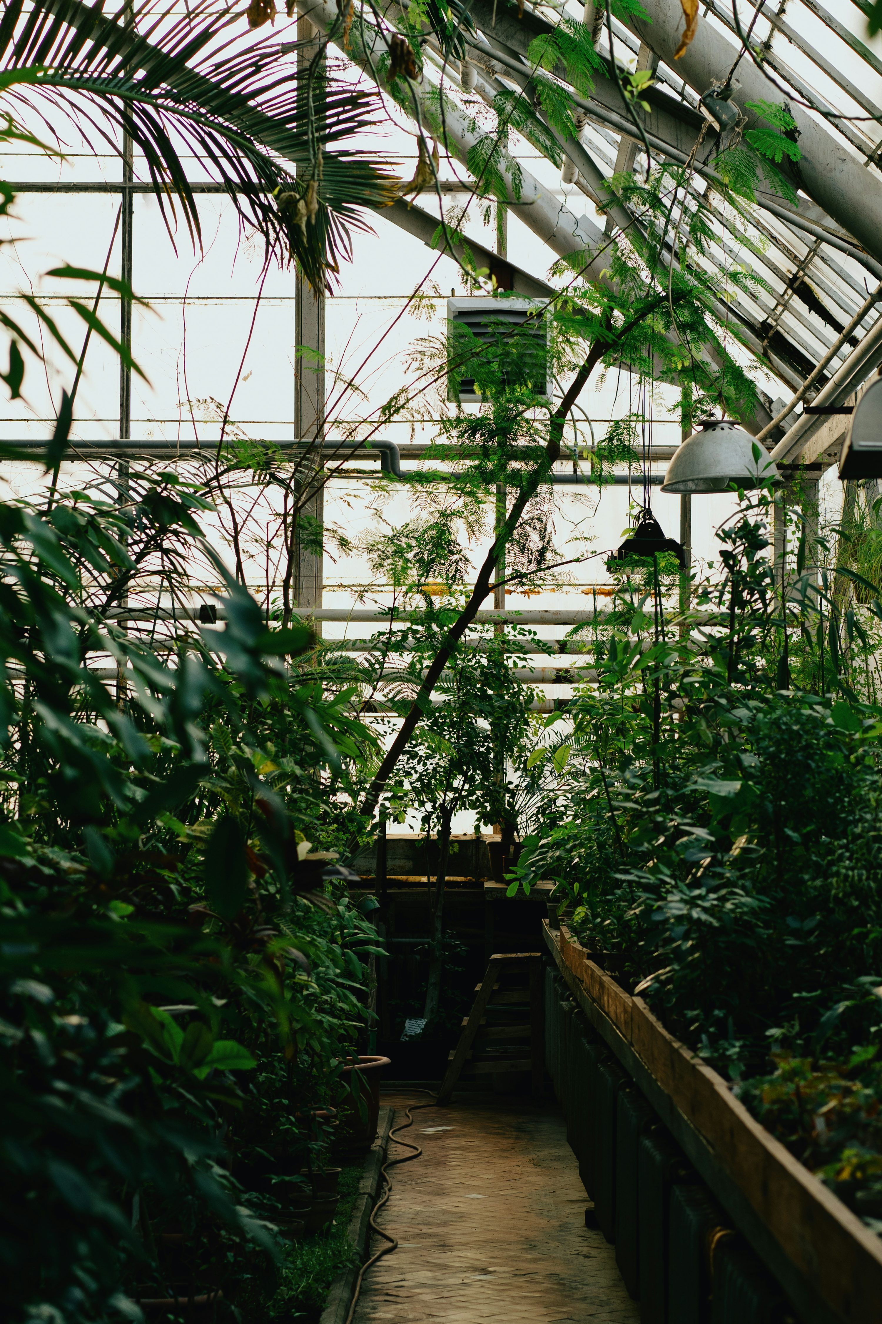3000x4500 A greenhouse filled with lots of green plants photo