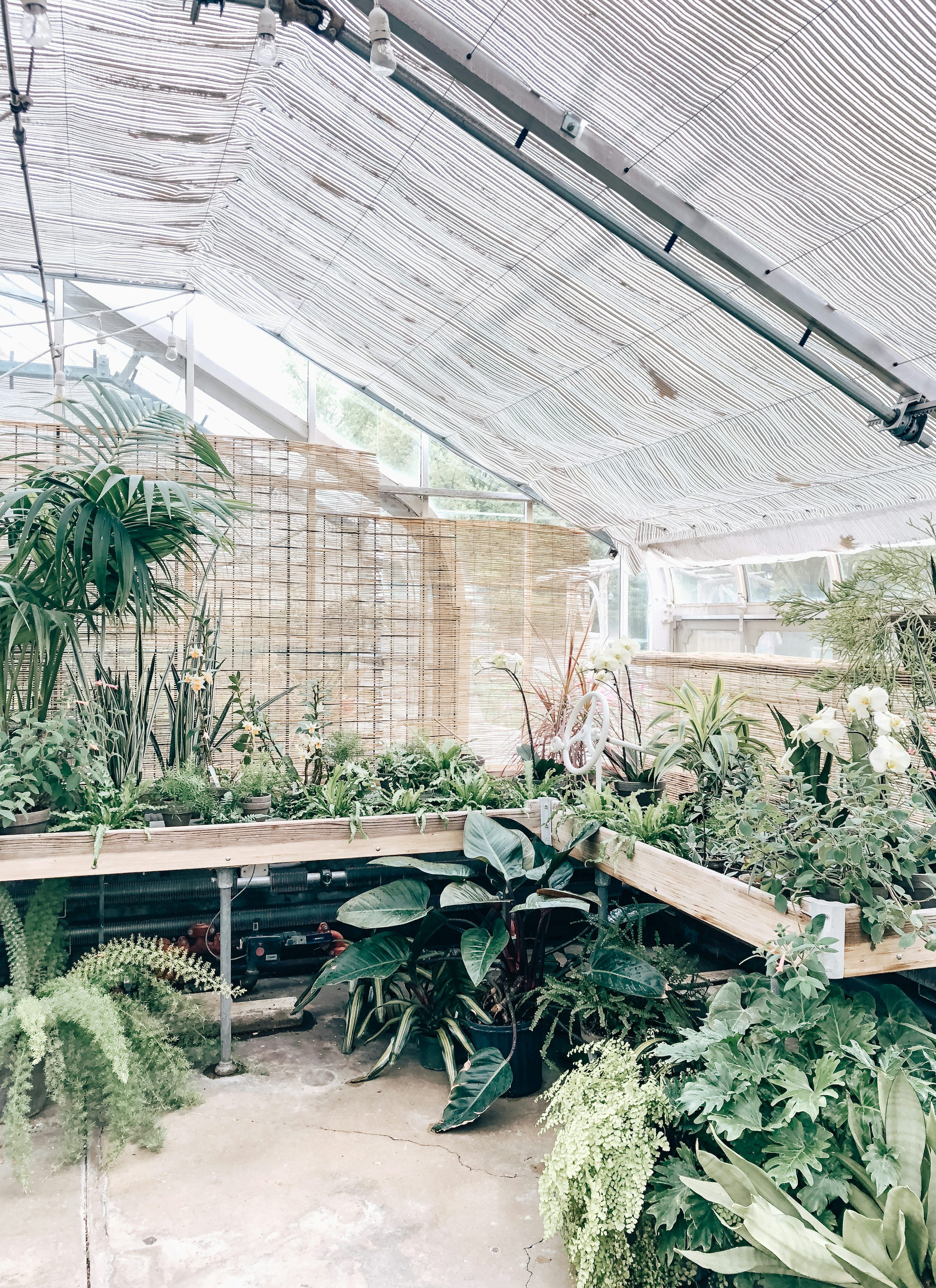 3000x4129 Green Leafed Plants In Greenhouse Photo