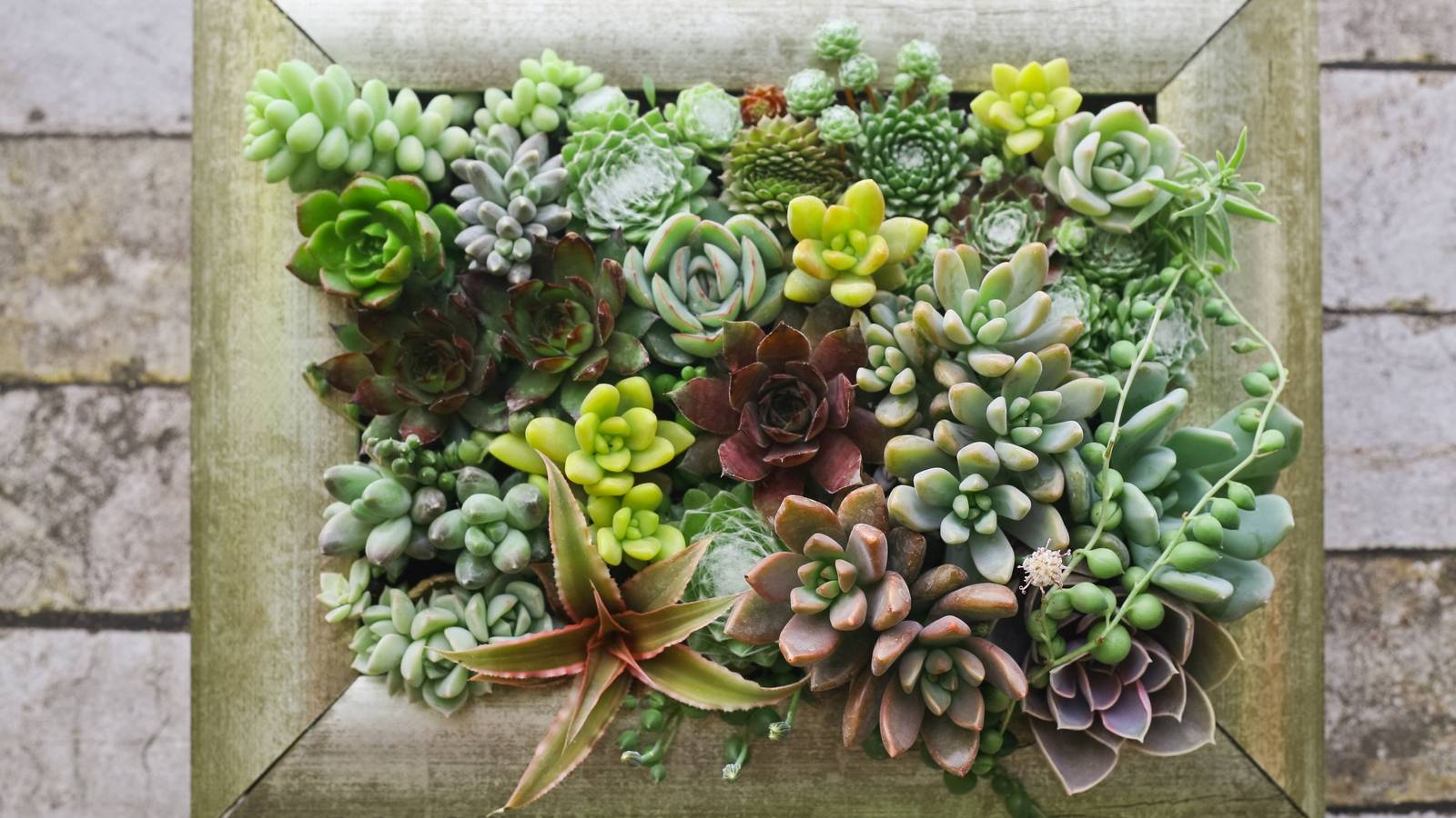 1600x900 Easy Ways to Create an Indoor Vertical Garden Wall