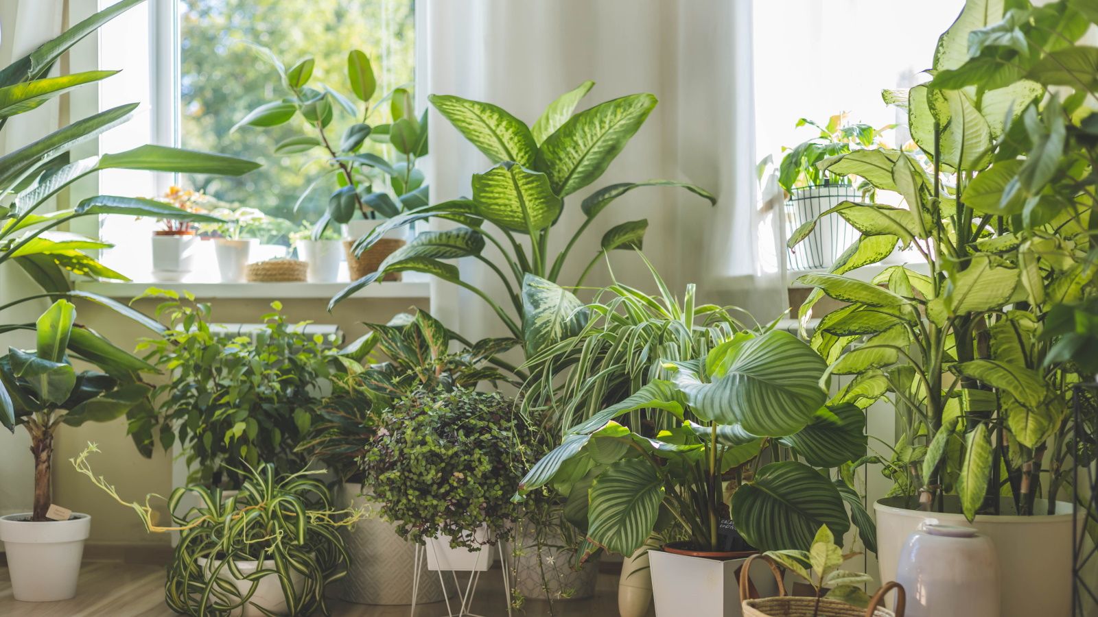 1600x900 Best Fast Growing Indoor Plants: 7 Plants Ideas. Homes And Gardens