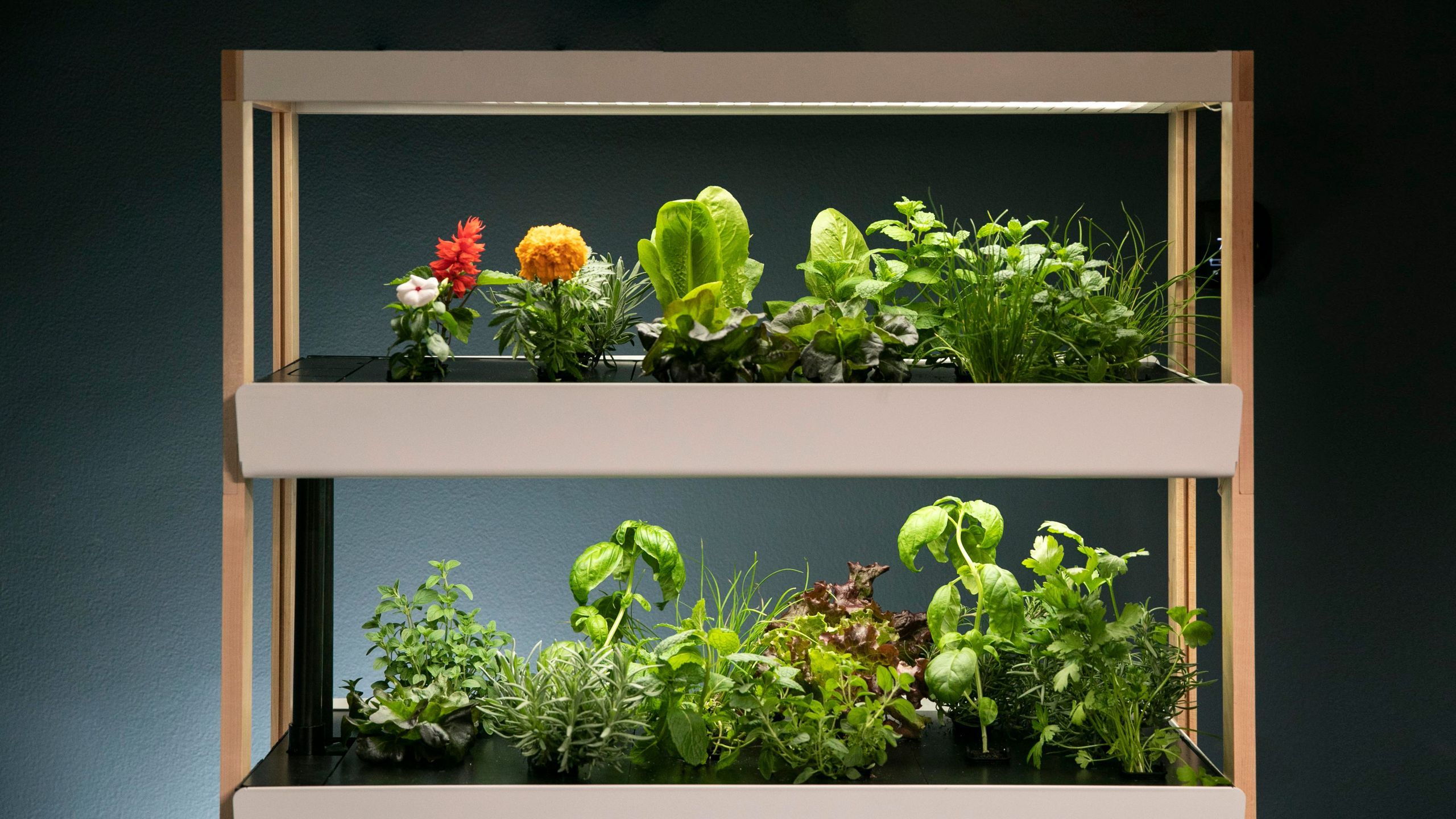 2560x1440 This Is the First Indoor Garden That Has Ever Worked for Me