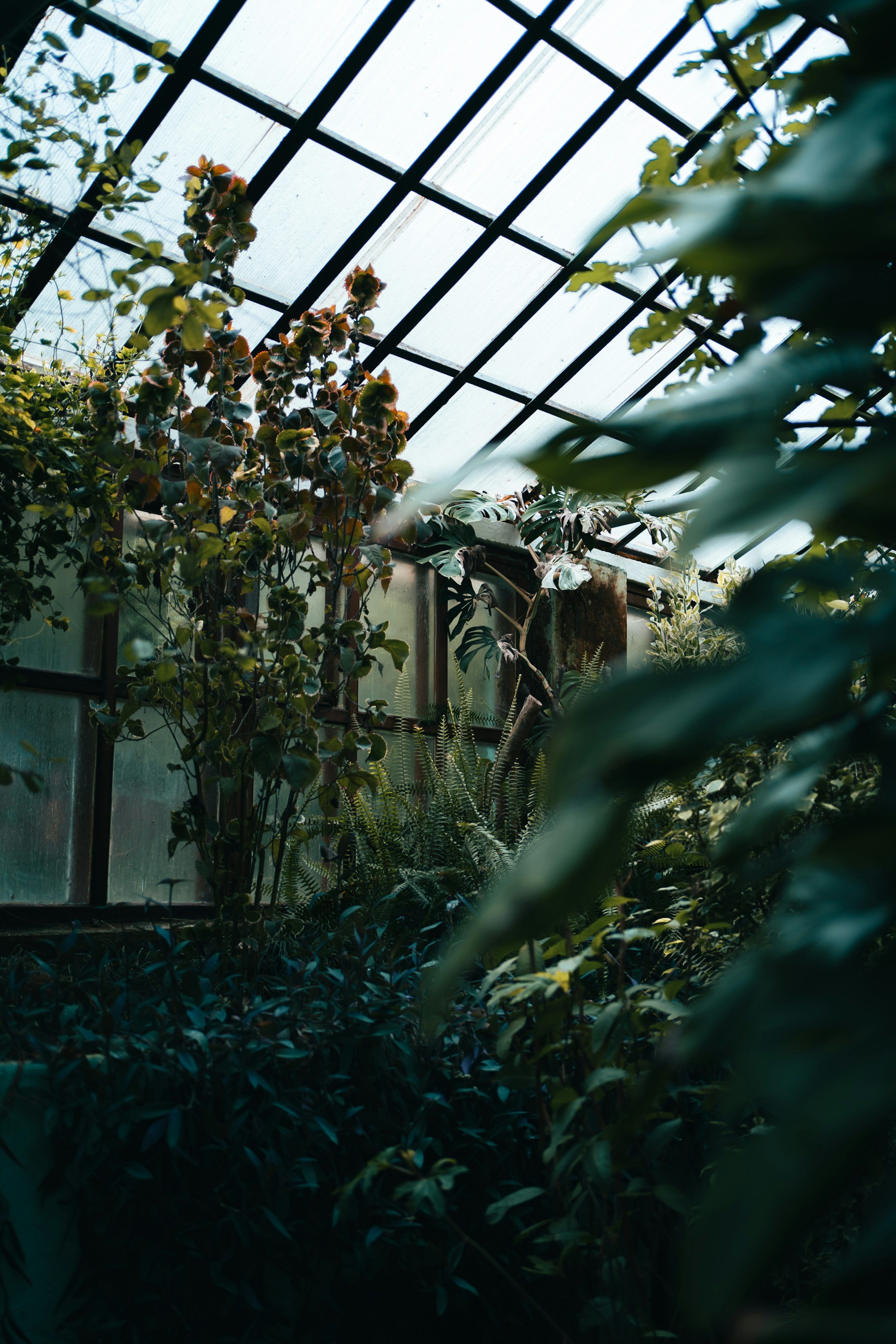 3000x4500 Plants Thrive Inside A Light Filled Greenhouse. Photo