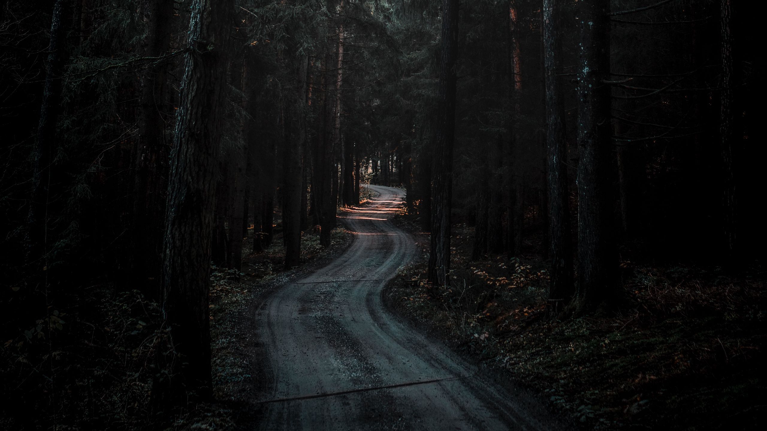 2560x1440 Download wallpaper 2560x1440 forest, road, winding, dark, nature widescreen 16:9 HD background