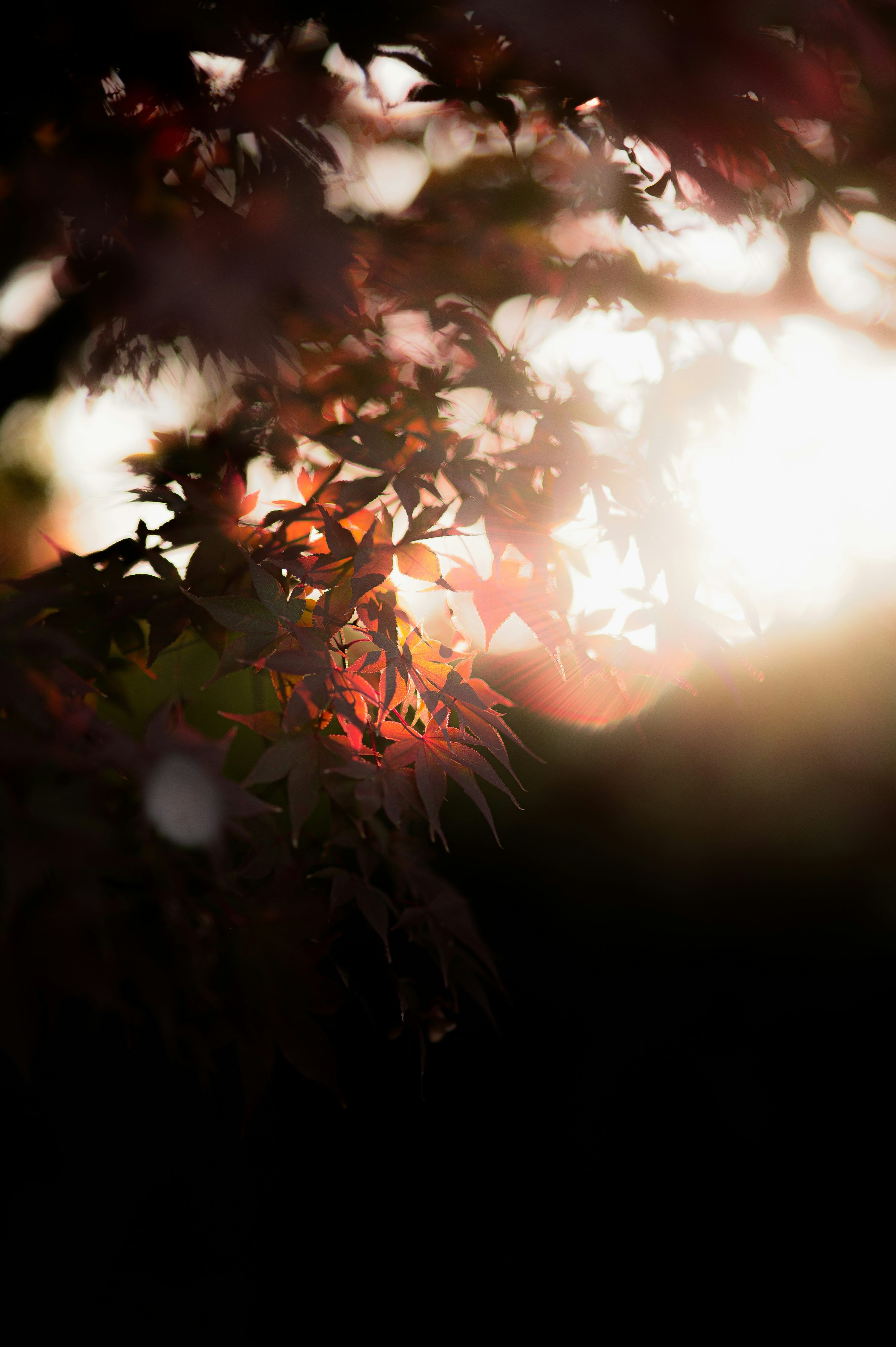 3000x4509 Niagara Launcher Wallpaper. best free photo