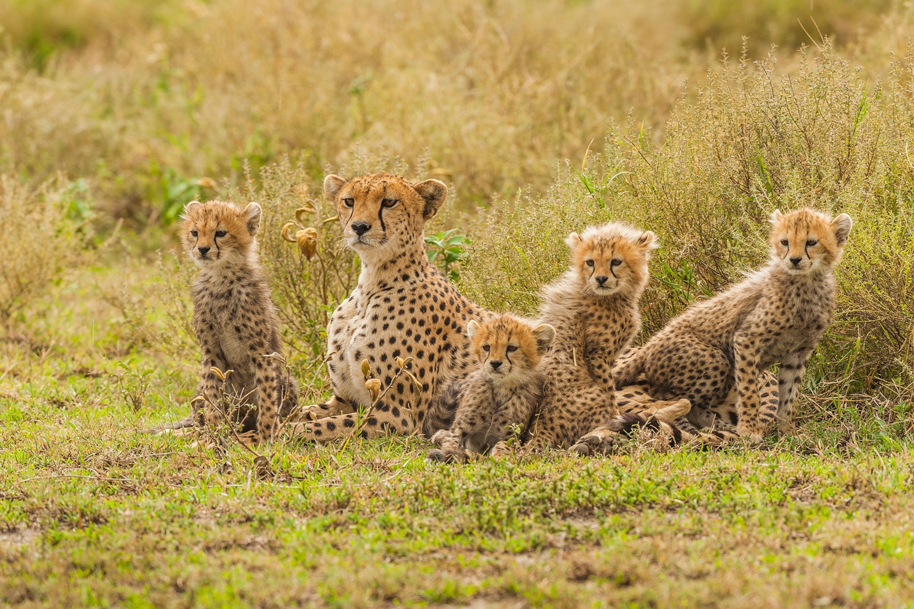 3072x2048 How Somaliland is fighting the illegal cheetah trade