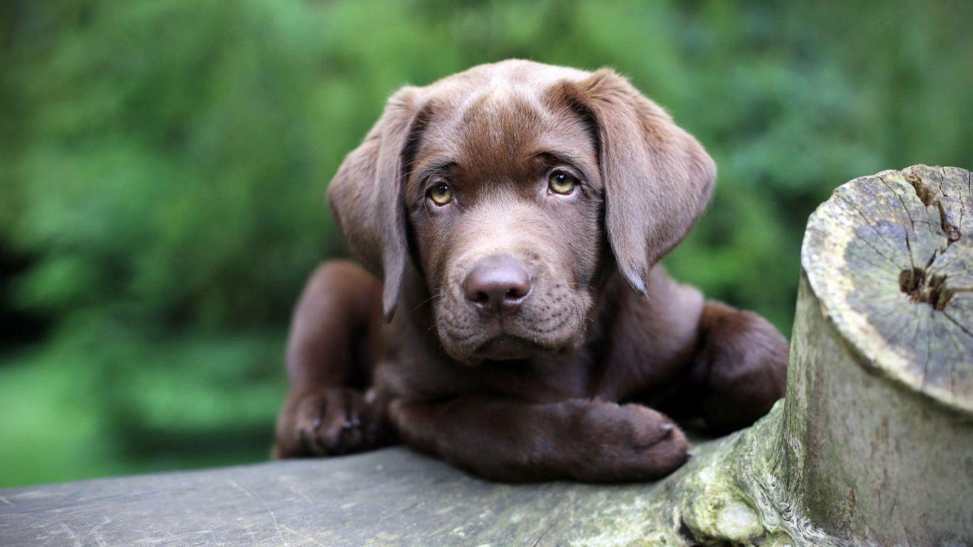 1366x768 desktop wallpaper dogs Collection