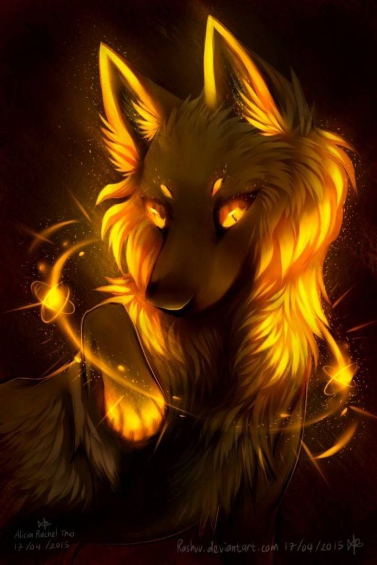 736x1104 Yellow Wolf wallpaper