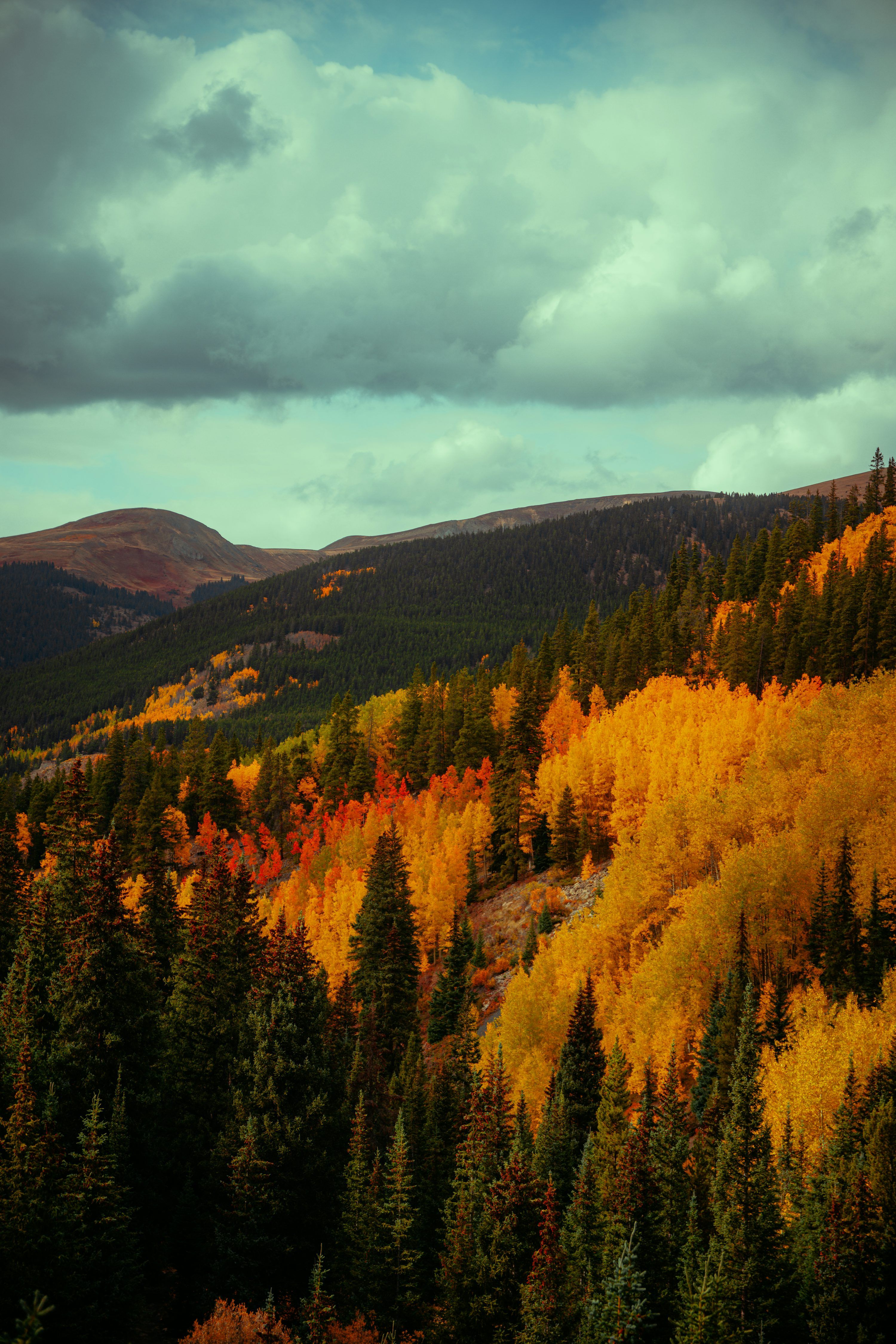 3000x4500 Autumn trees on a mountainside under cloudy sky photo