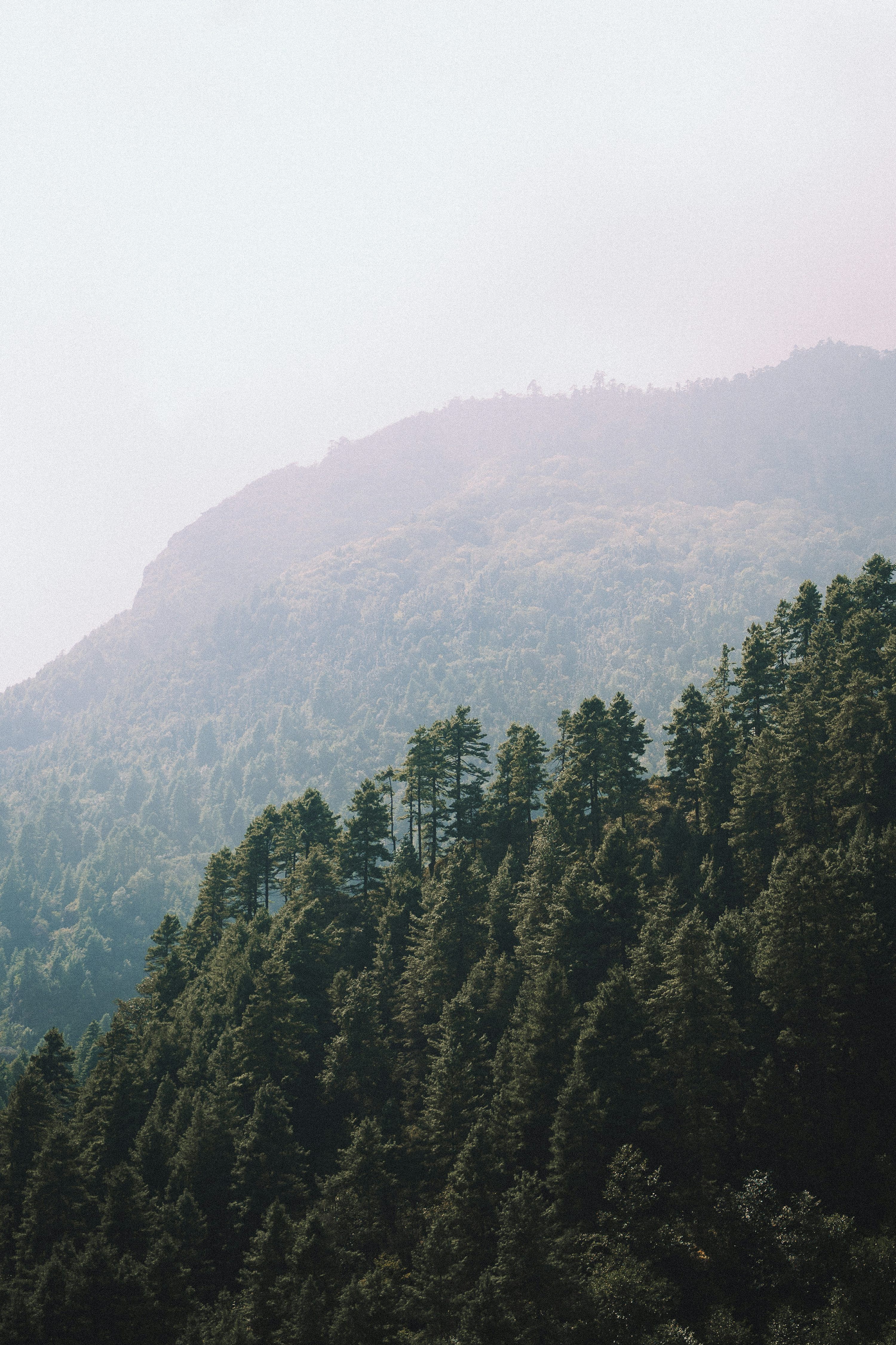 3000x4501 Dense evergreen forest on a misty mountainside photo