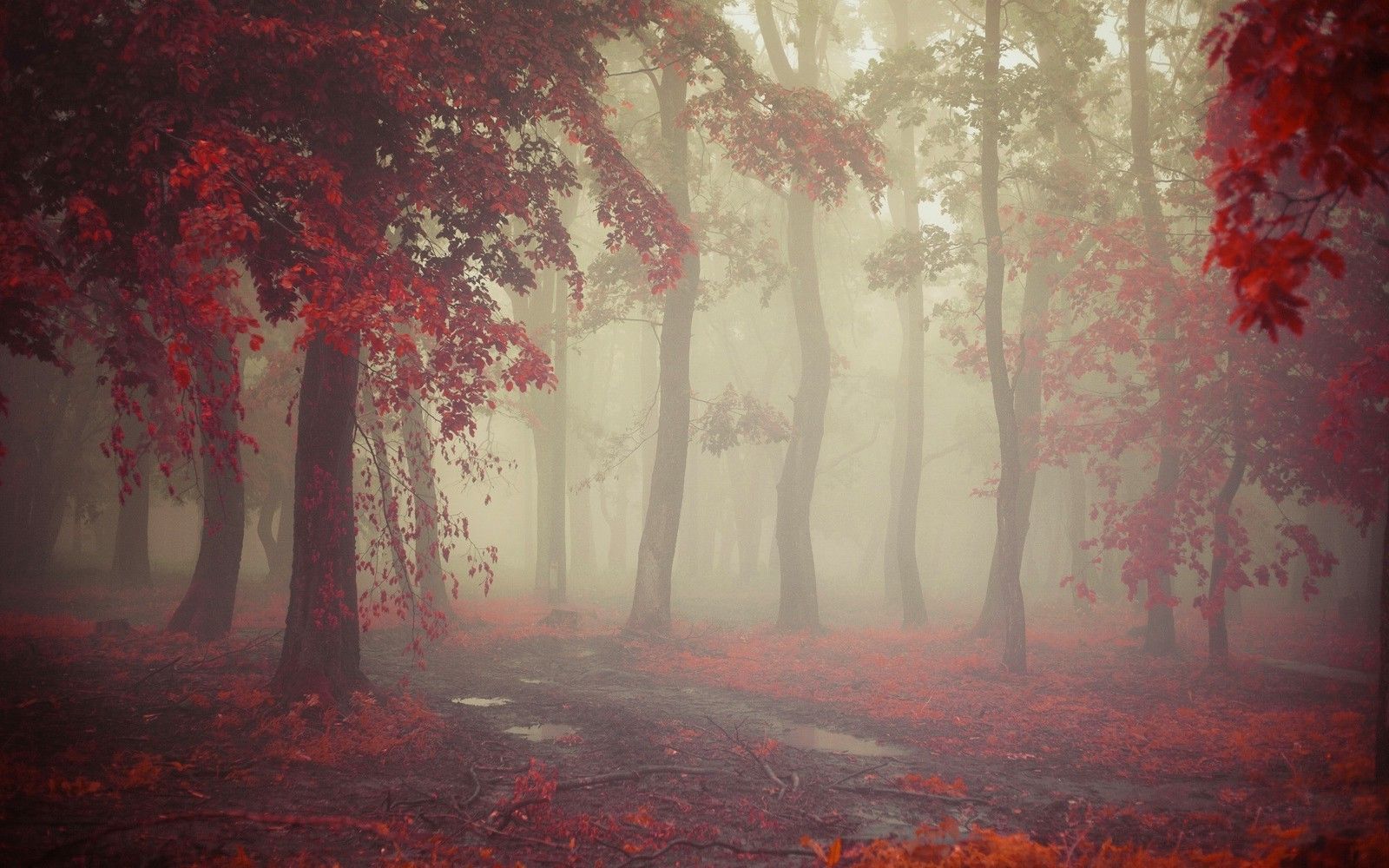 1600x1000 mist, Fall, Morning, Nature, Leaves, Red, Path, Trees, Rain, Landscape Wallpaper HD / Desktop and Mobile Background
