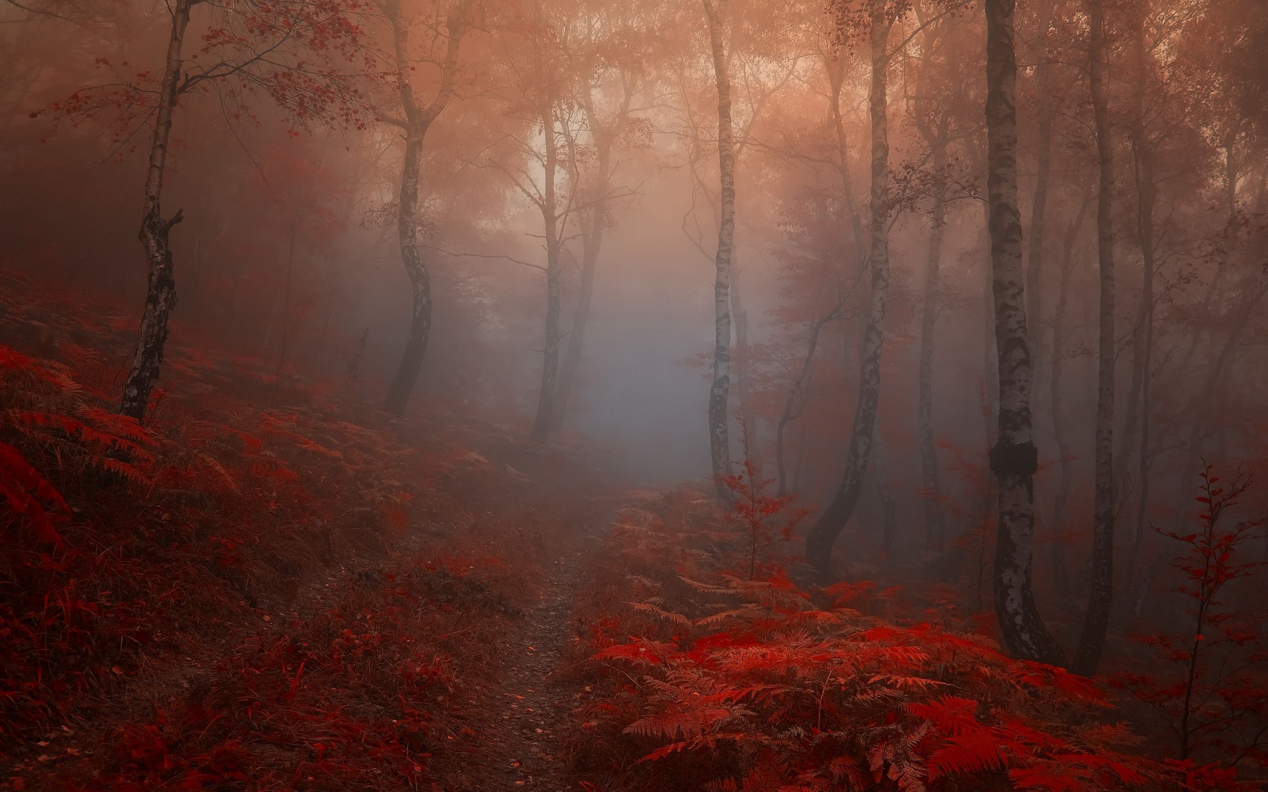 2560x1600 Misty Red Autumn Wallpaper