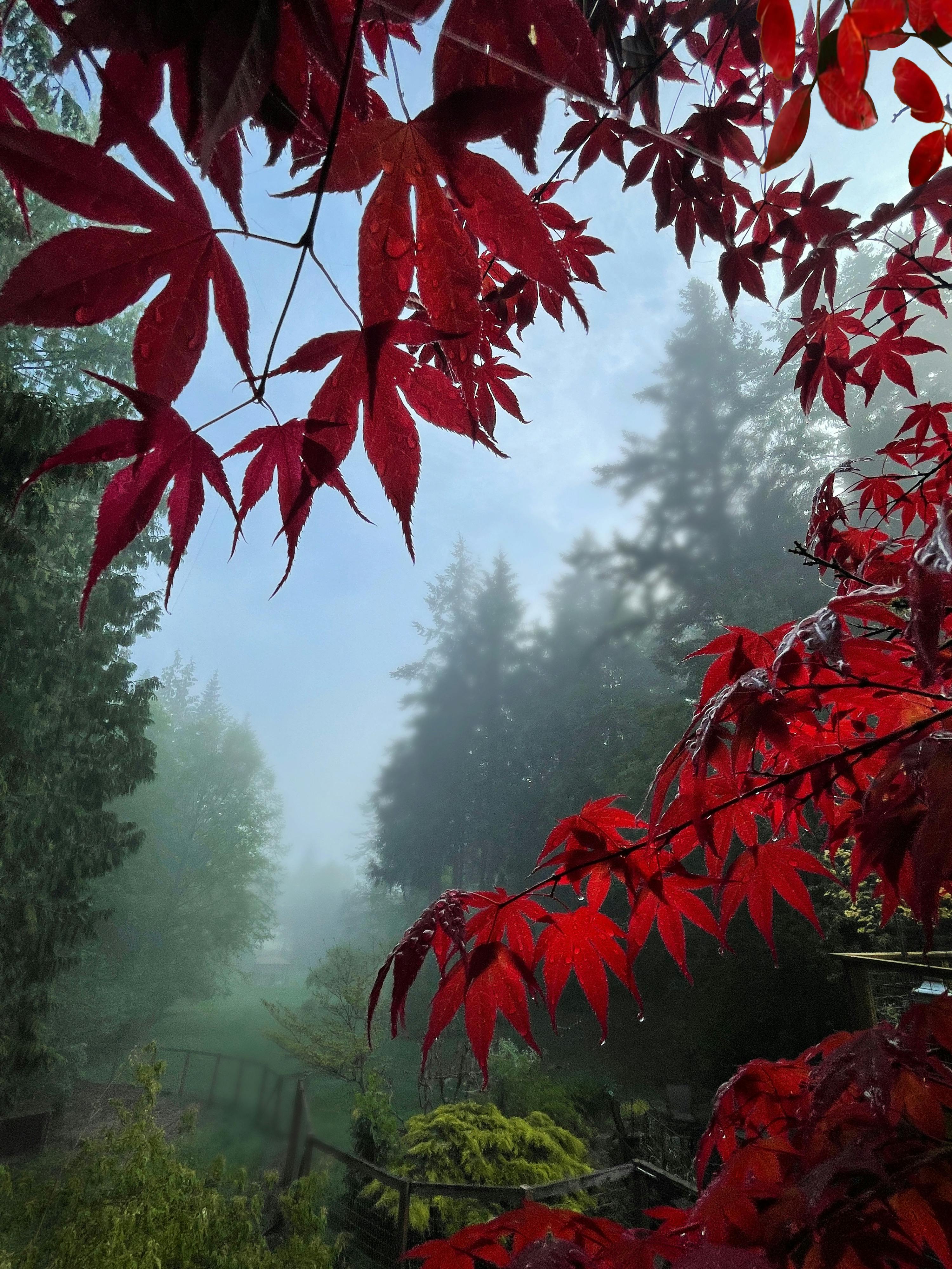 3000x3999 Misty Autumn Morning with Red Japanese Maple Leaves · Free