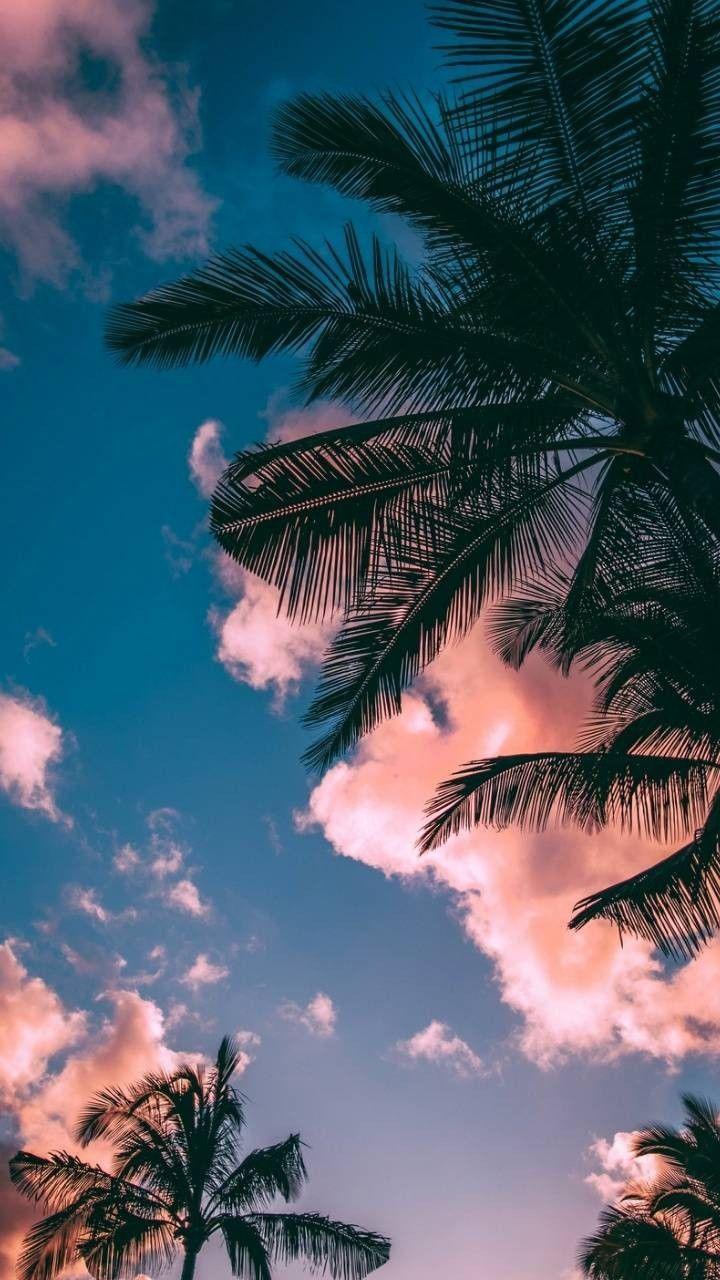 720x1280 Wallpaper. Sunset wallpaper, Beautiful wallpaper, Tree