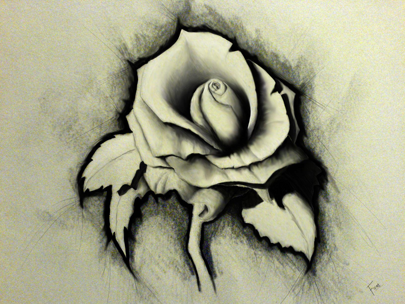 Featured image of post Rose Drawing Images Hd