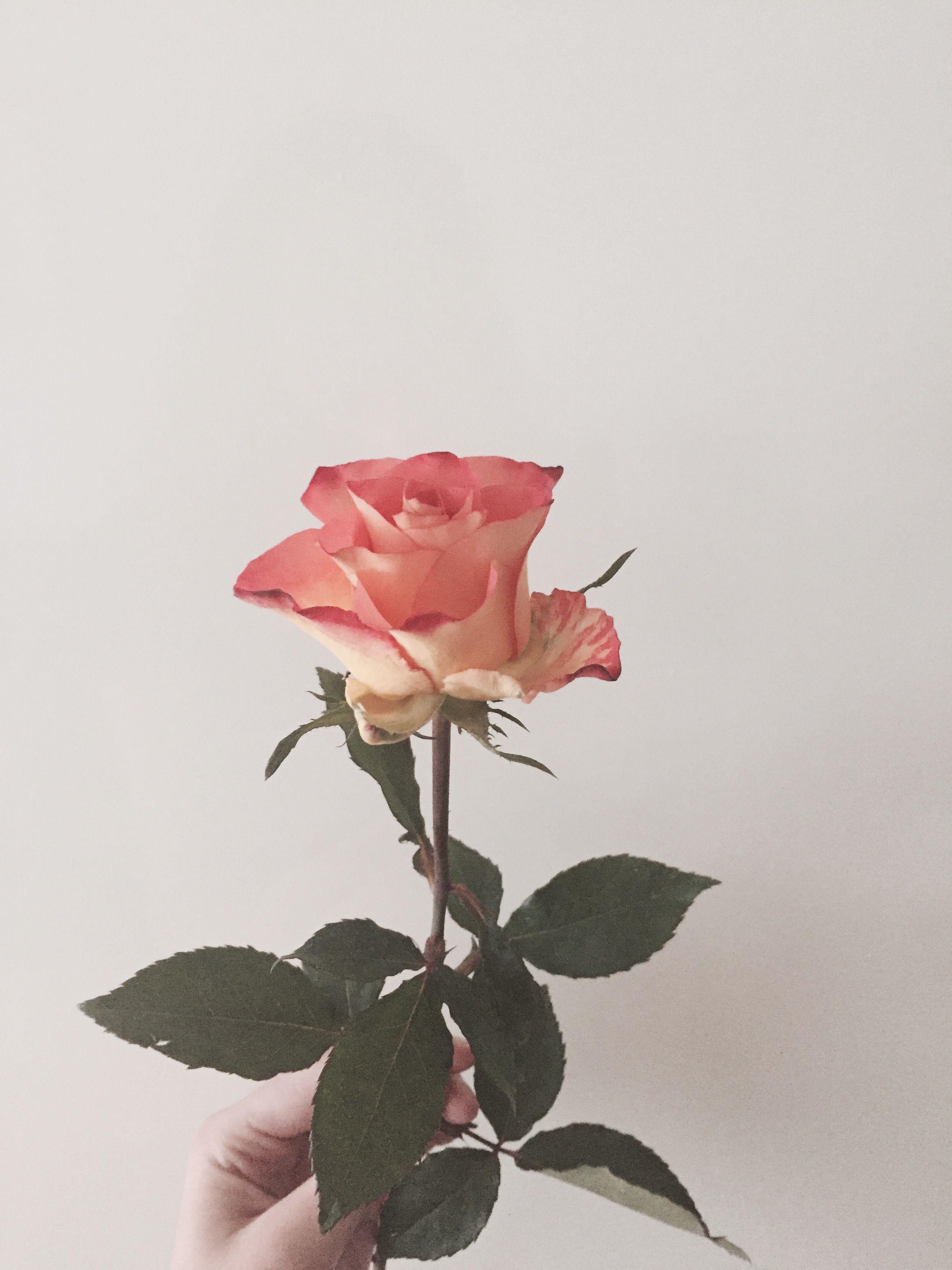 2448x3264 Pink aesthetic. Flower drawing, Beautiful flowers