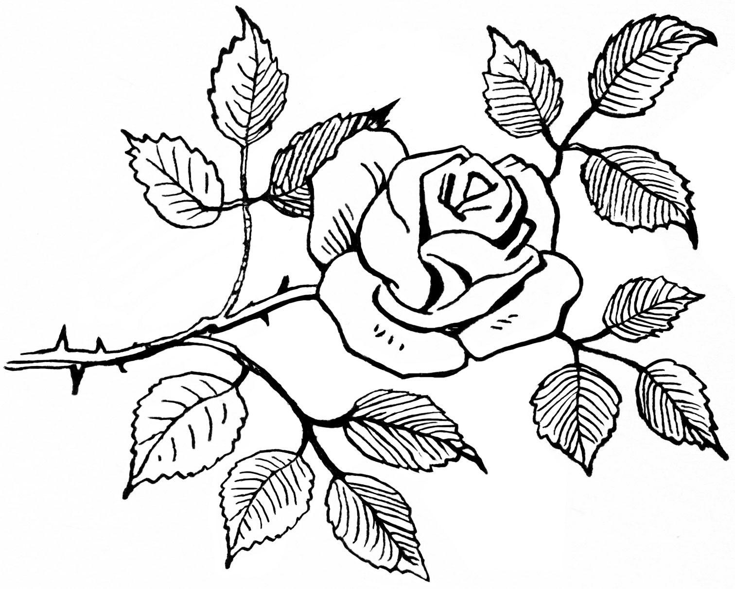 1512x1212 Free Black And White Rose Drawing, Download Free Clip Art, Free