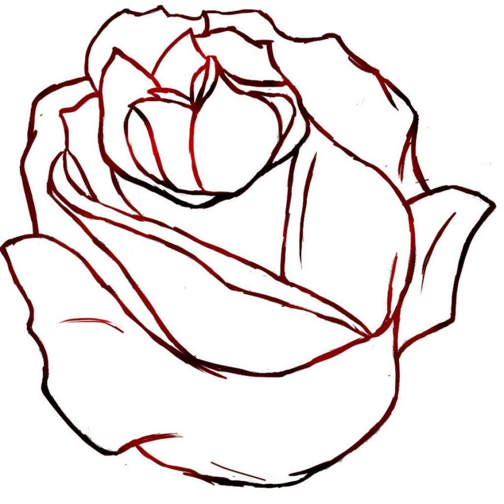 1024x1024 Rose Flower Drawing