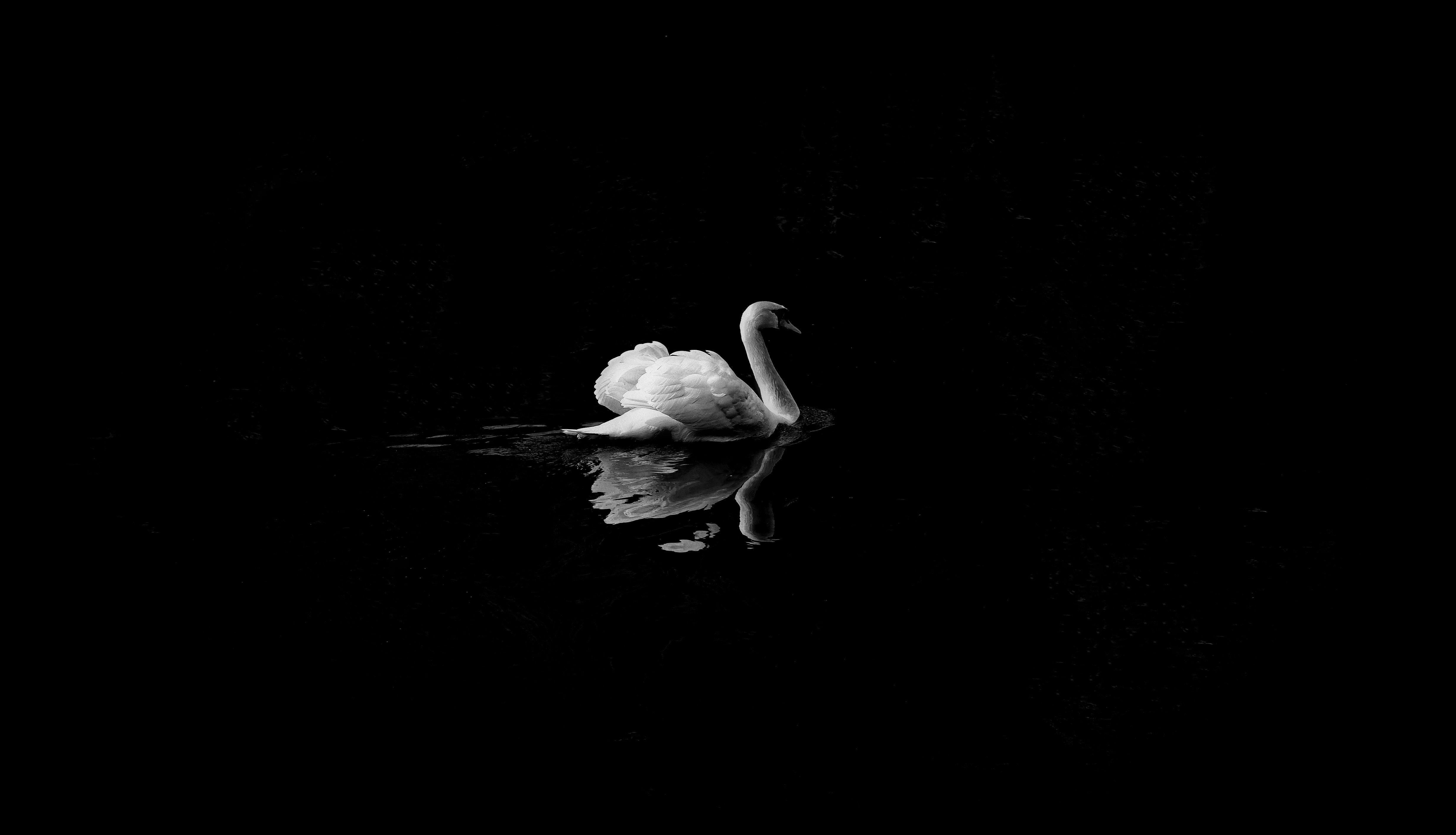 4928x2828 4928x2828 #white, #Free , #lake, #design