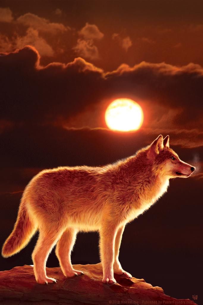 683x1024 Laminated Sunset Wolf on Mountain Ridge by Vincent Hie Spiritual Nature Art Print Poster Dry Erase Wall Art 12x18
