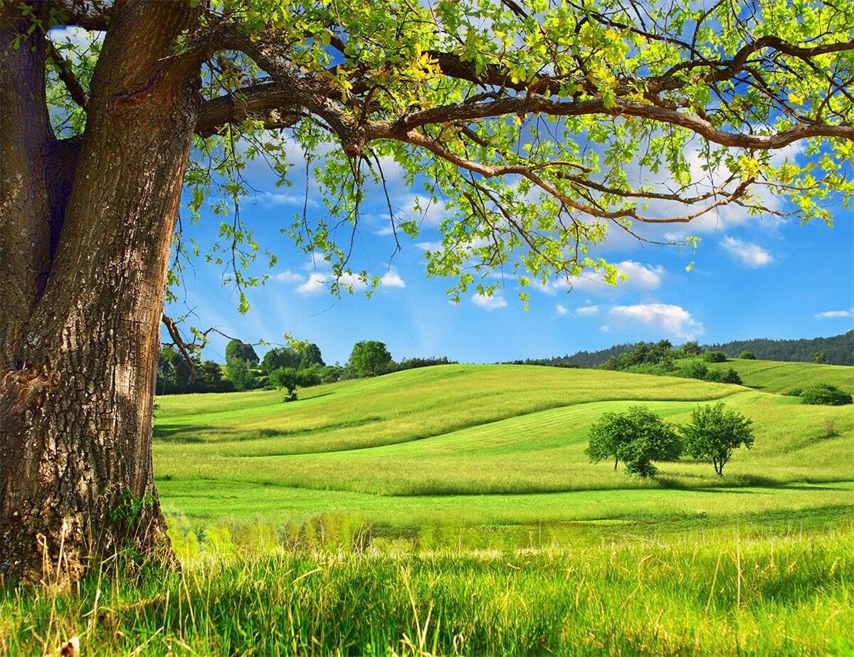 1200x923 7x5ft Spring Nature View Trees Green Grass Hills Vinyl Backdrop Photo Background