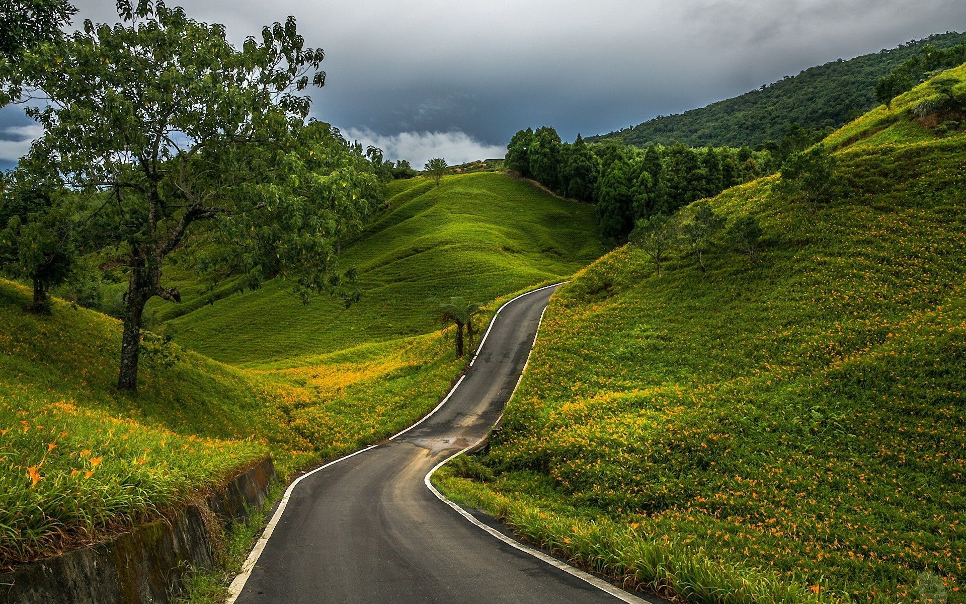 1920x1200 landscape, Road, Trees, Nature, Grass, Field, Hill, Forest, Clouds Wallpaper HD / Desktop and Mobile Background