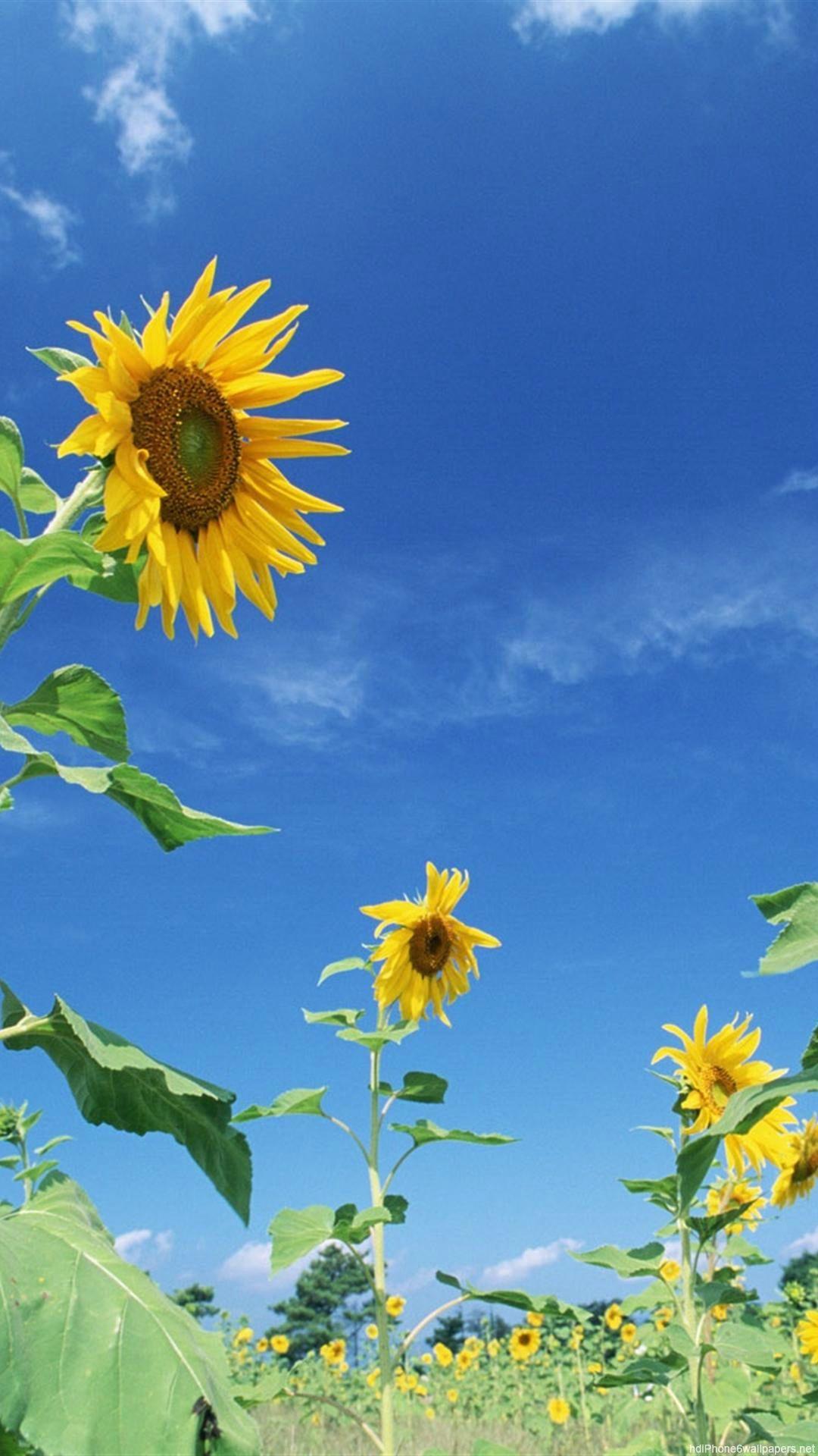 1080x1920 Tải xuống miễn phí bầu trời hoa màu vàng thiên nhiên Hình nền iPhone 6 HD