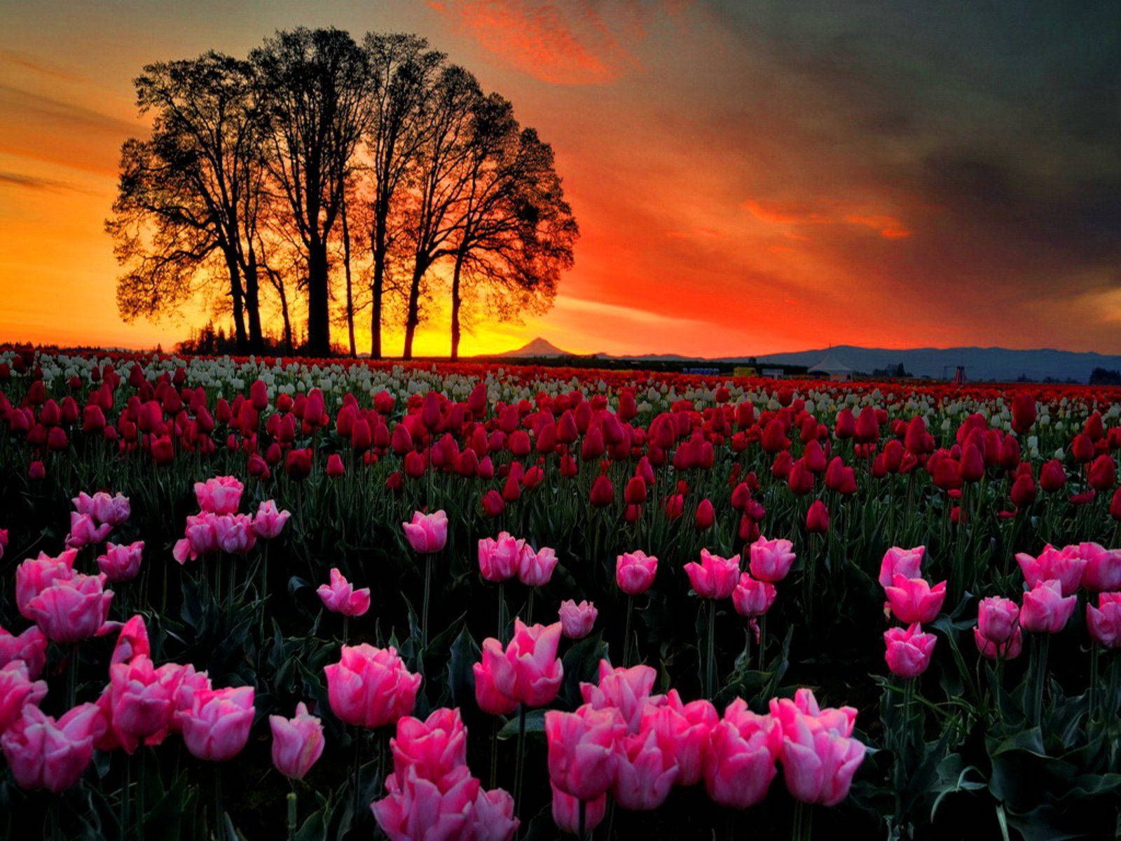 1600x1200 Download Sunset On Cute Pink Flower Field Wallpaper