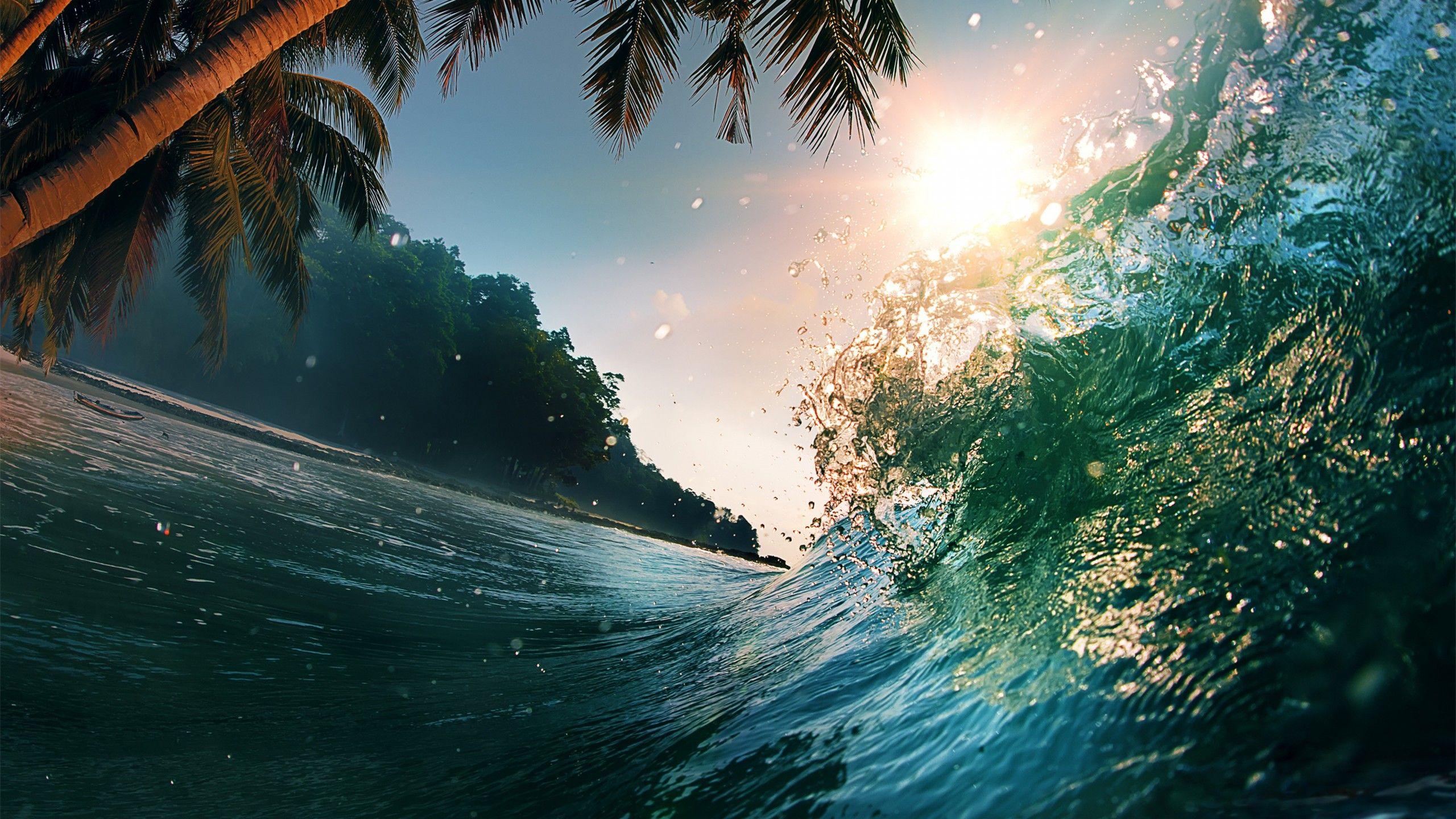 2560x1440 Wallpaper Wave, 5k, 4k wallpaper, 8k, ocean, palms, sun, Nature