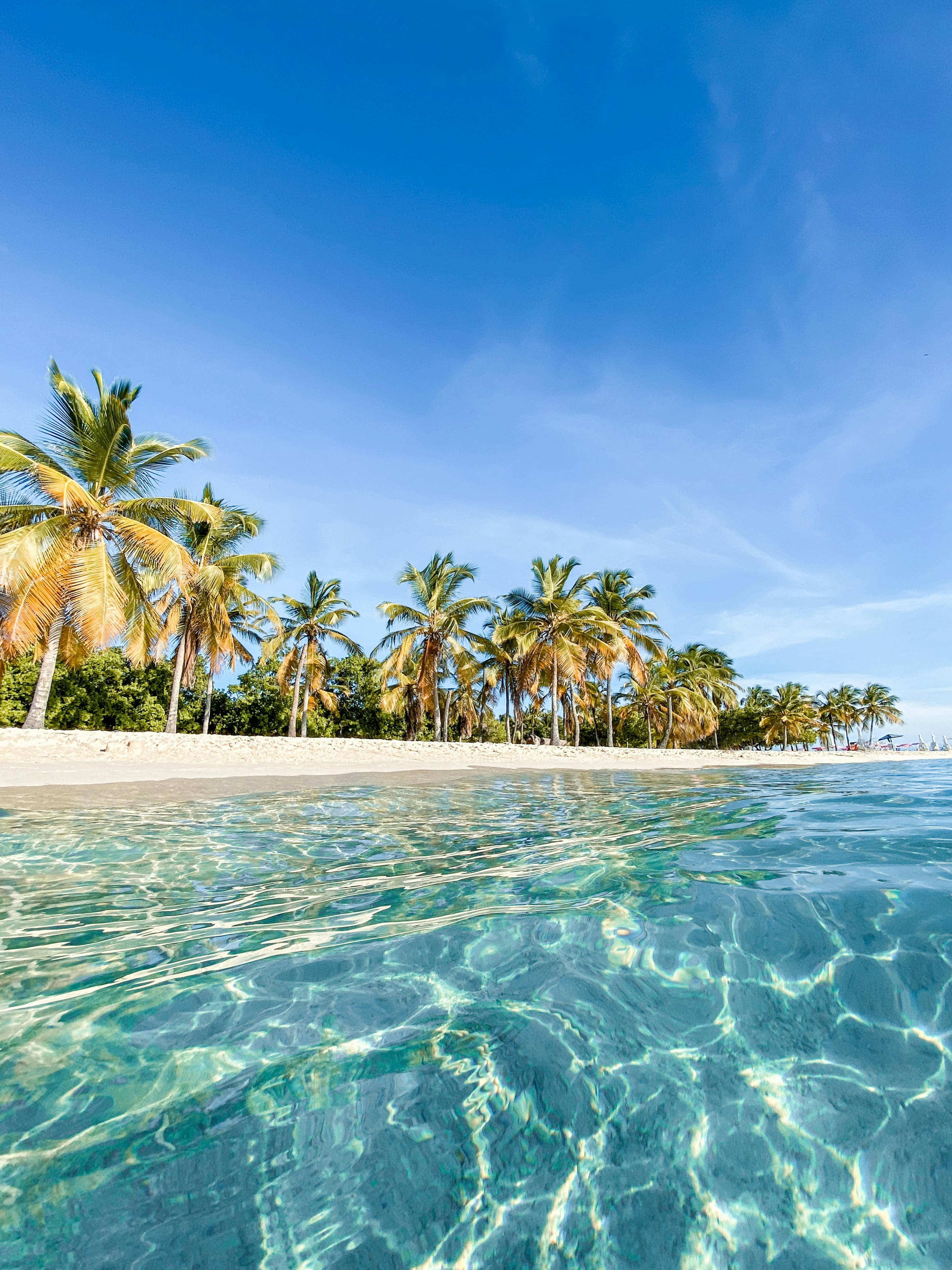 2837x3783 Palm Trees on Beach · Free
