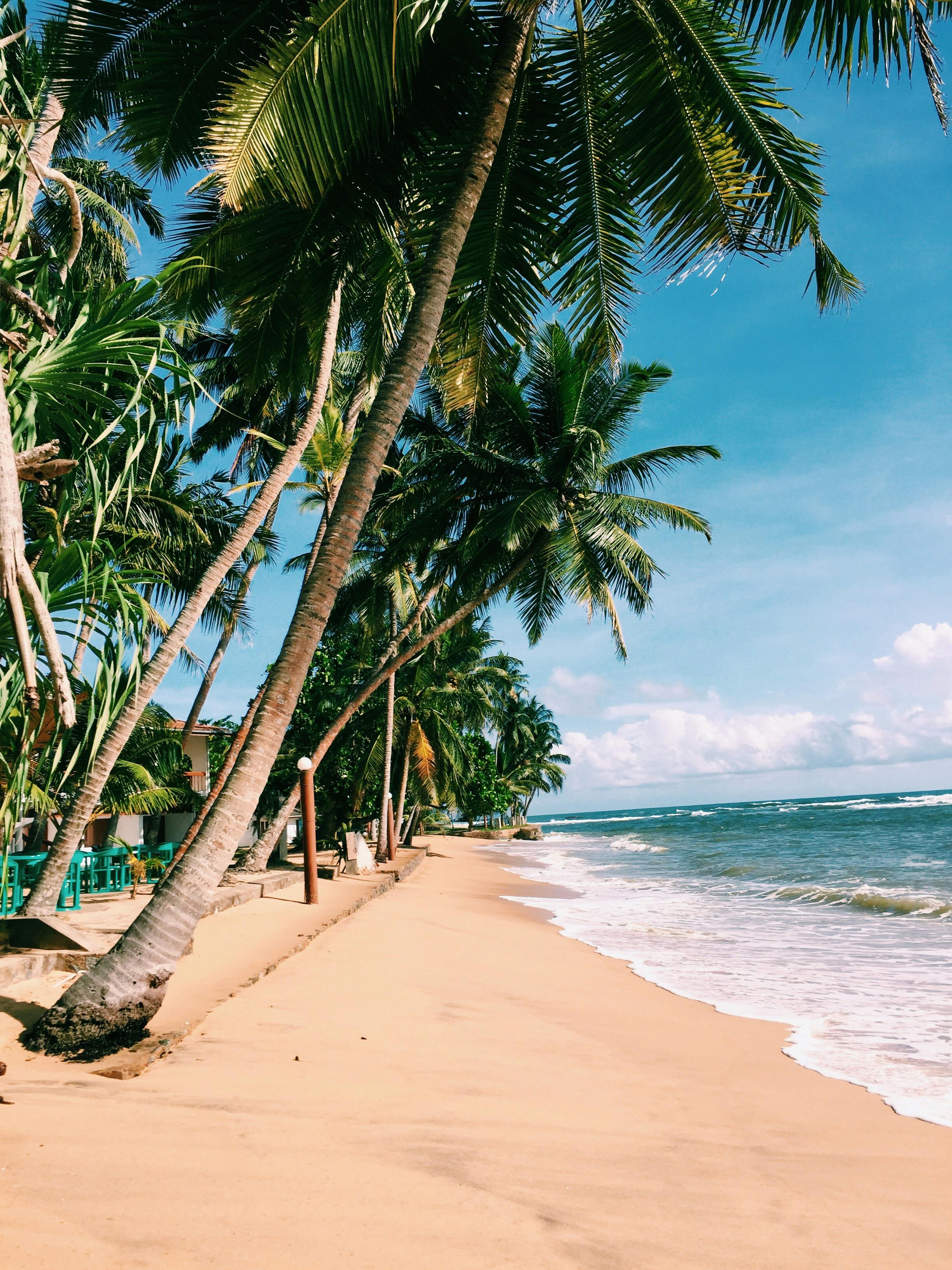 2448x3264 Palm Trees on Beach Shore · Free