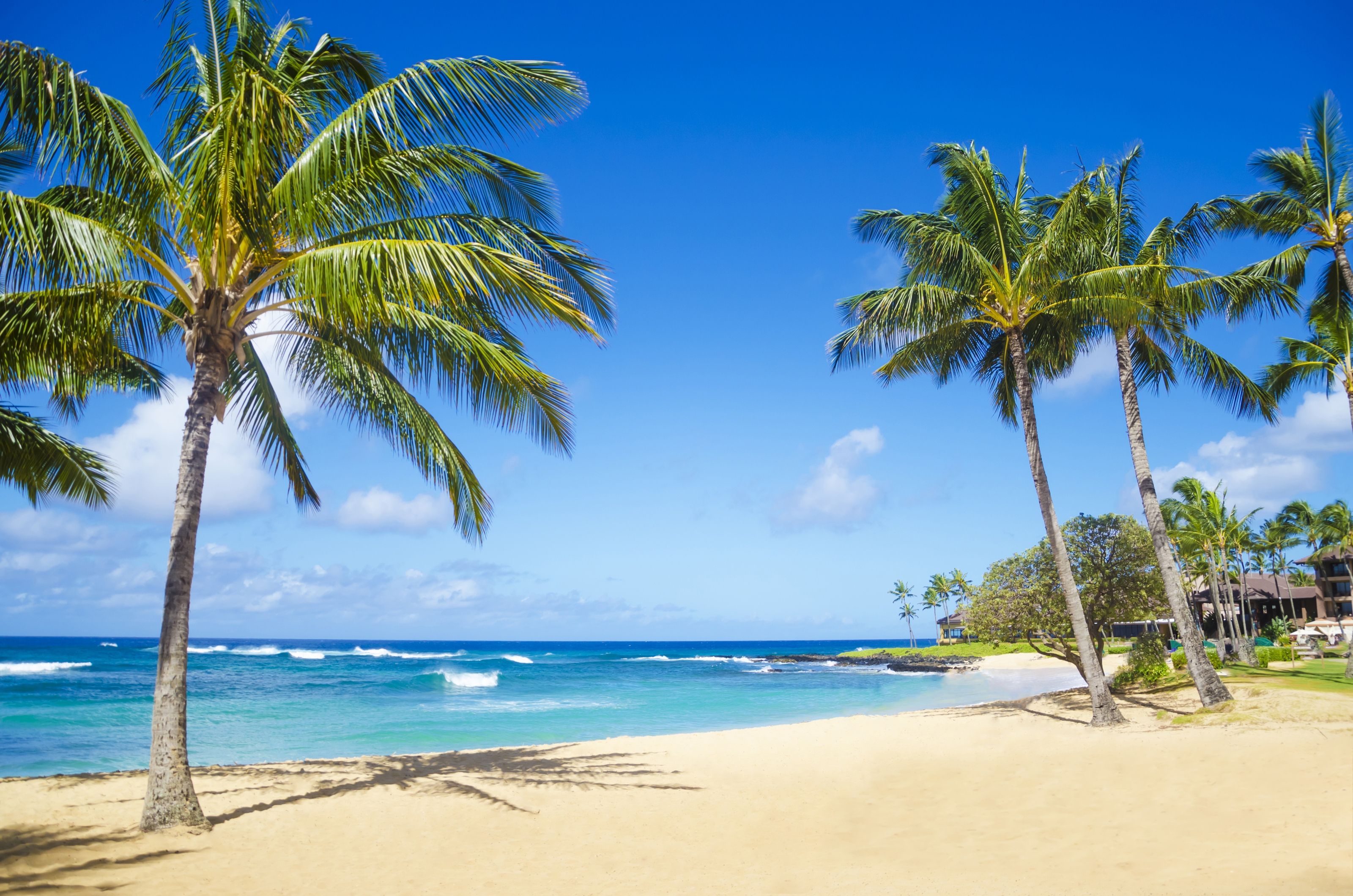 3200x2120 Hawaiian Palm Trees Wall Mural