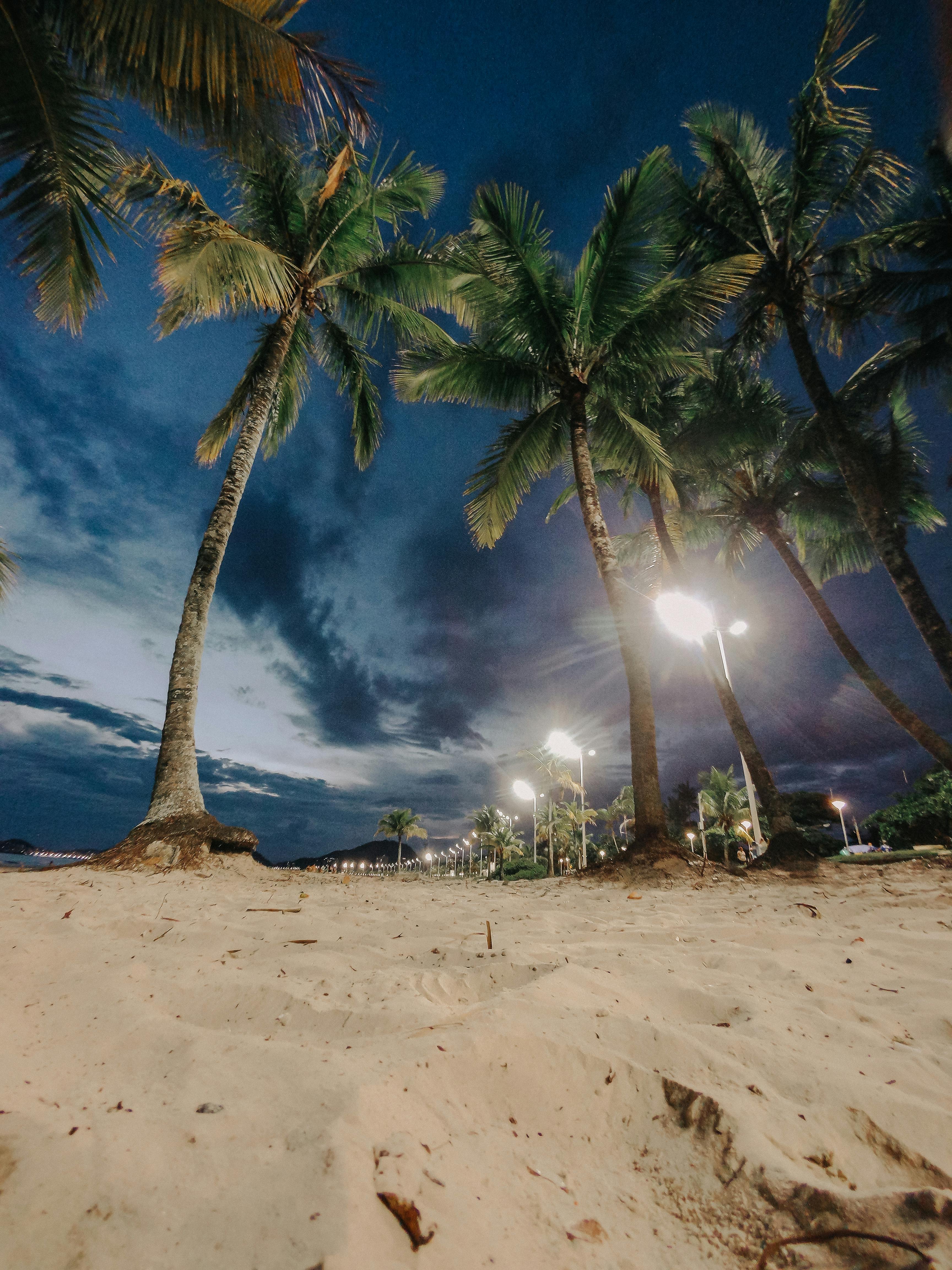 3456x4608 Palm Trees on Beach in Evening · Free