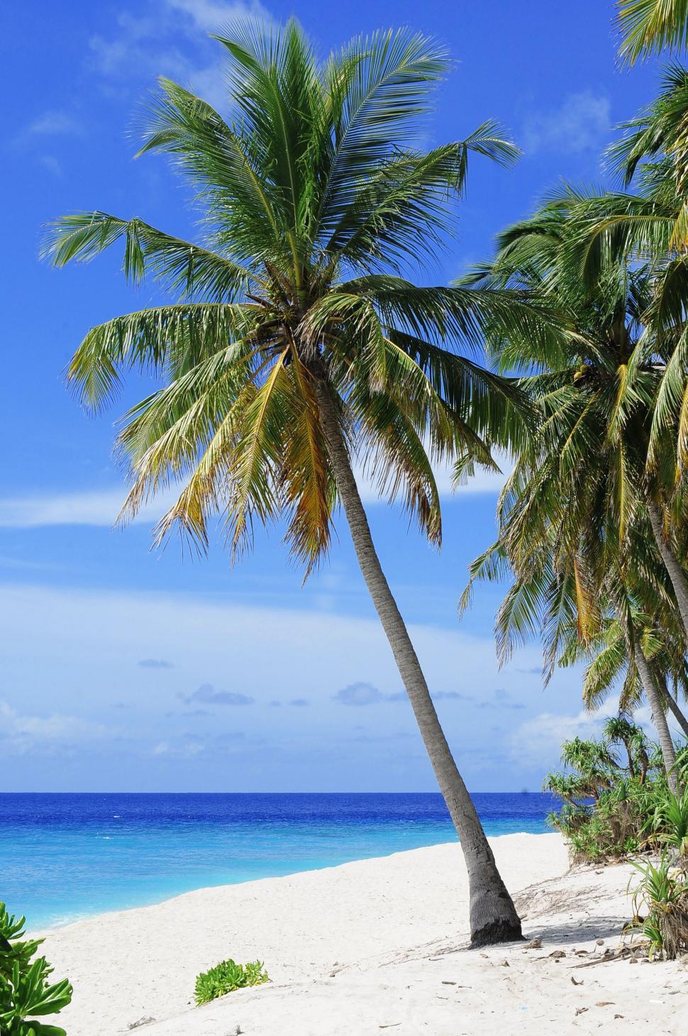 970x1460 Free of Palm Tree and Beach. Download Free Image and Free Illustrations