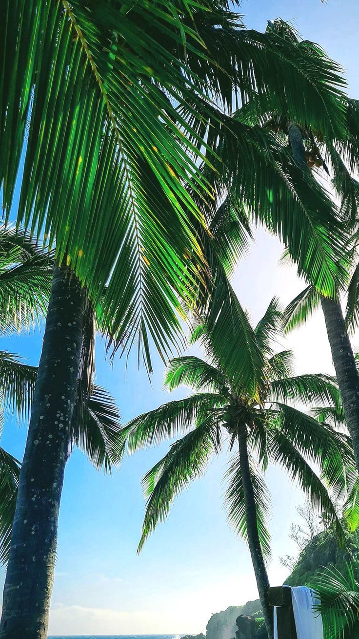 736x1308 Summer iPhone wallpaper homescreen background palm trees tropical beach lock screen phone image