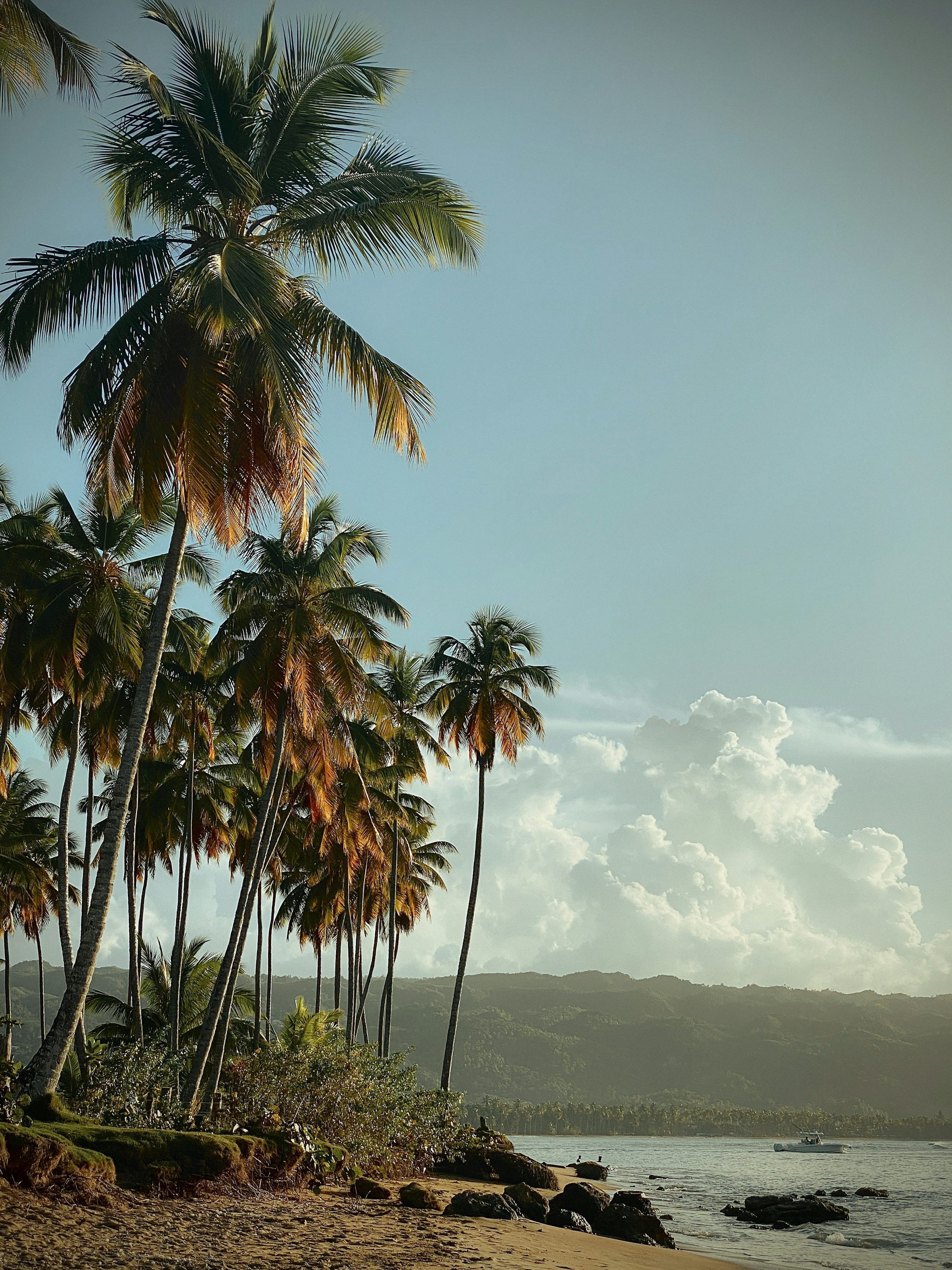 3000x4000 A beach with palm trees and a boat in the water photo