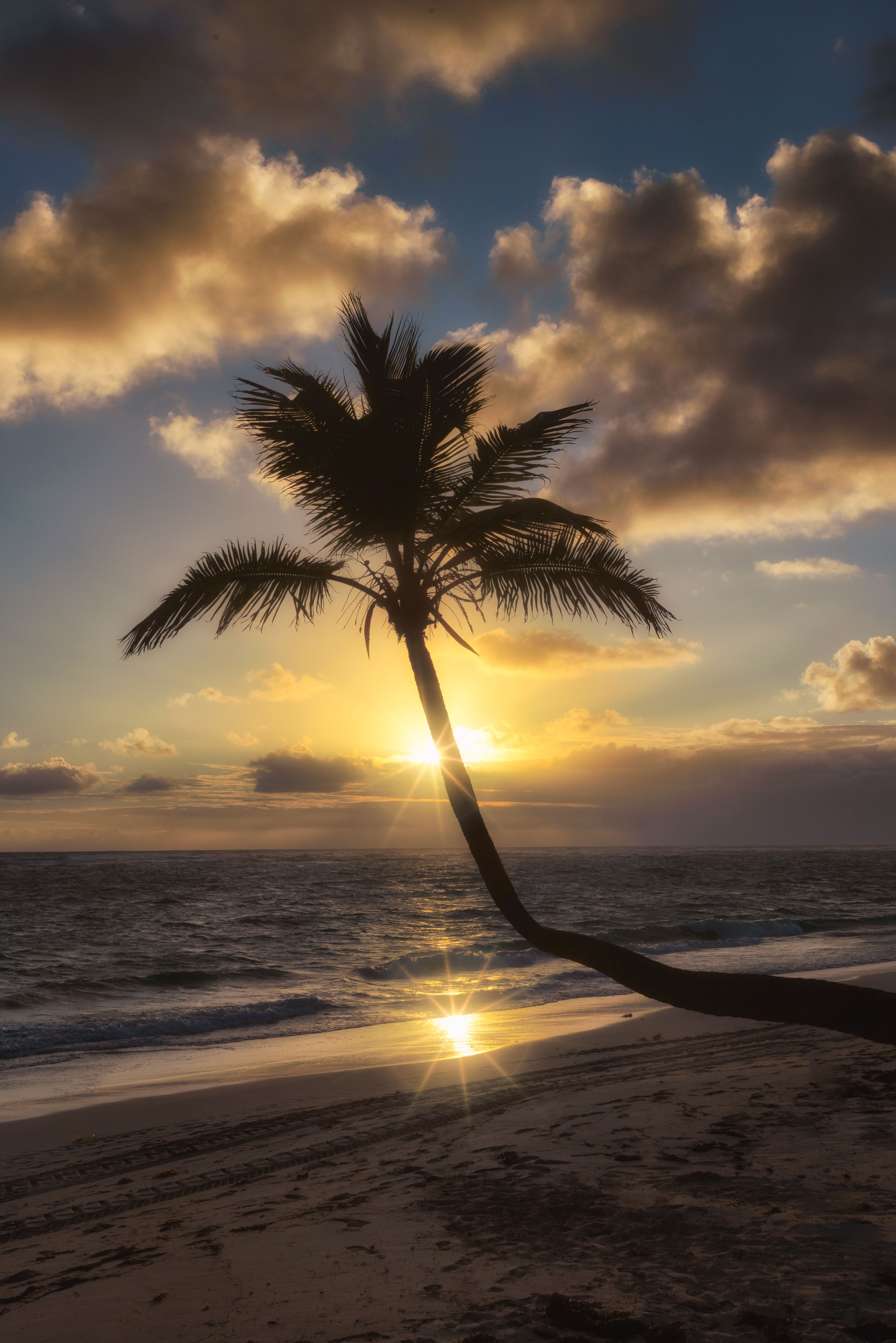 3846x5762 Palm Tree Sunset Royalty Free Photo