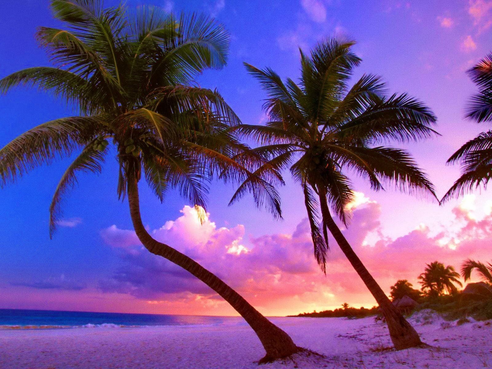 1600x1200 Download Sunset Sky Beach Tropical Nature Palm Tree Wallpaperx1200
