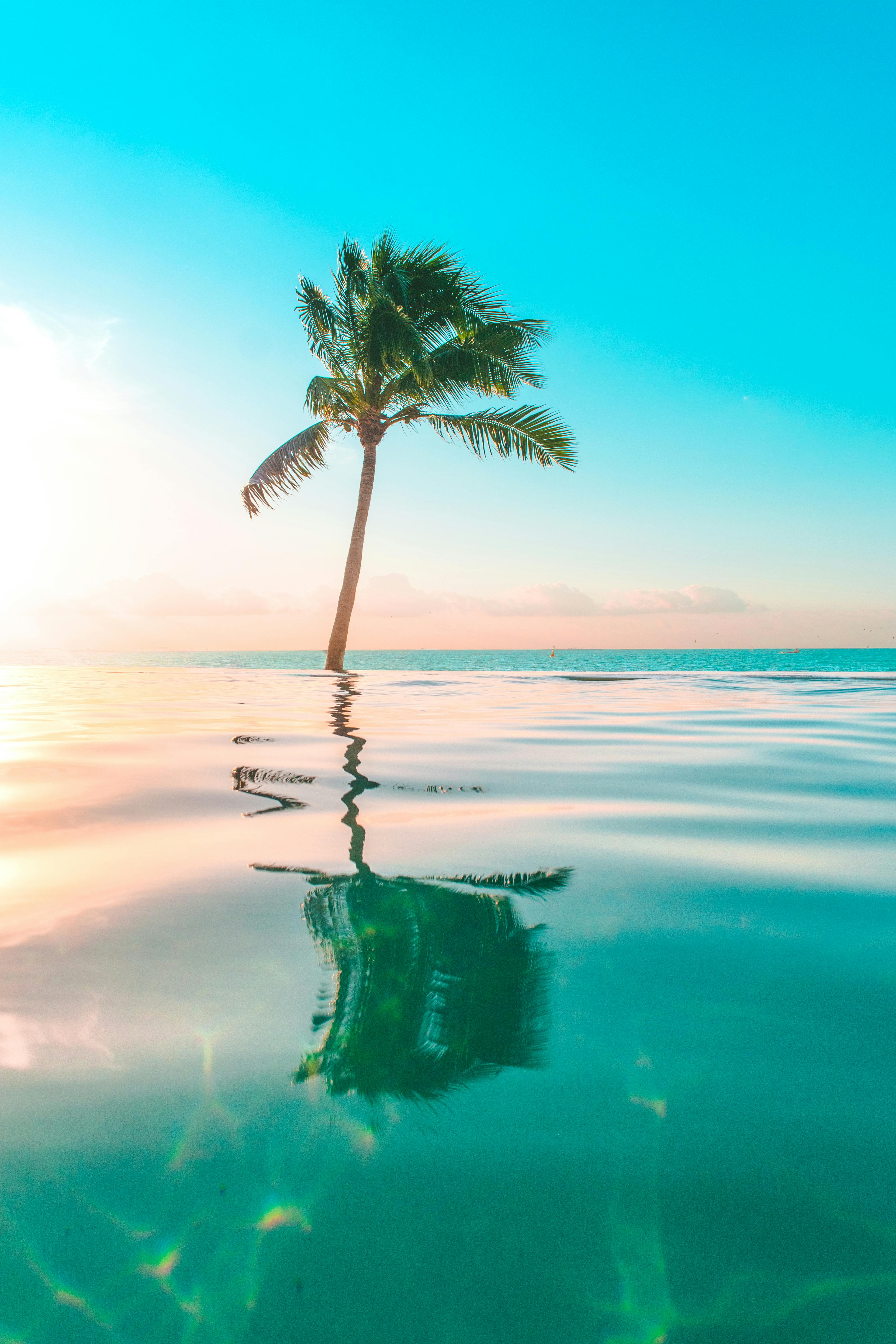 3843x5764 Palm Tree Between A Body Of Water · Free