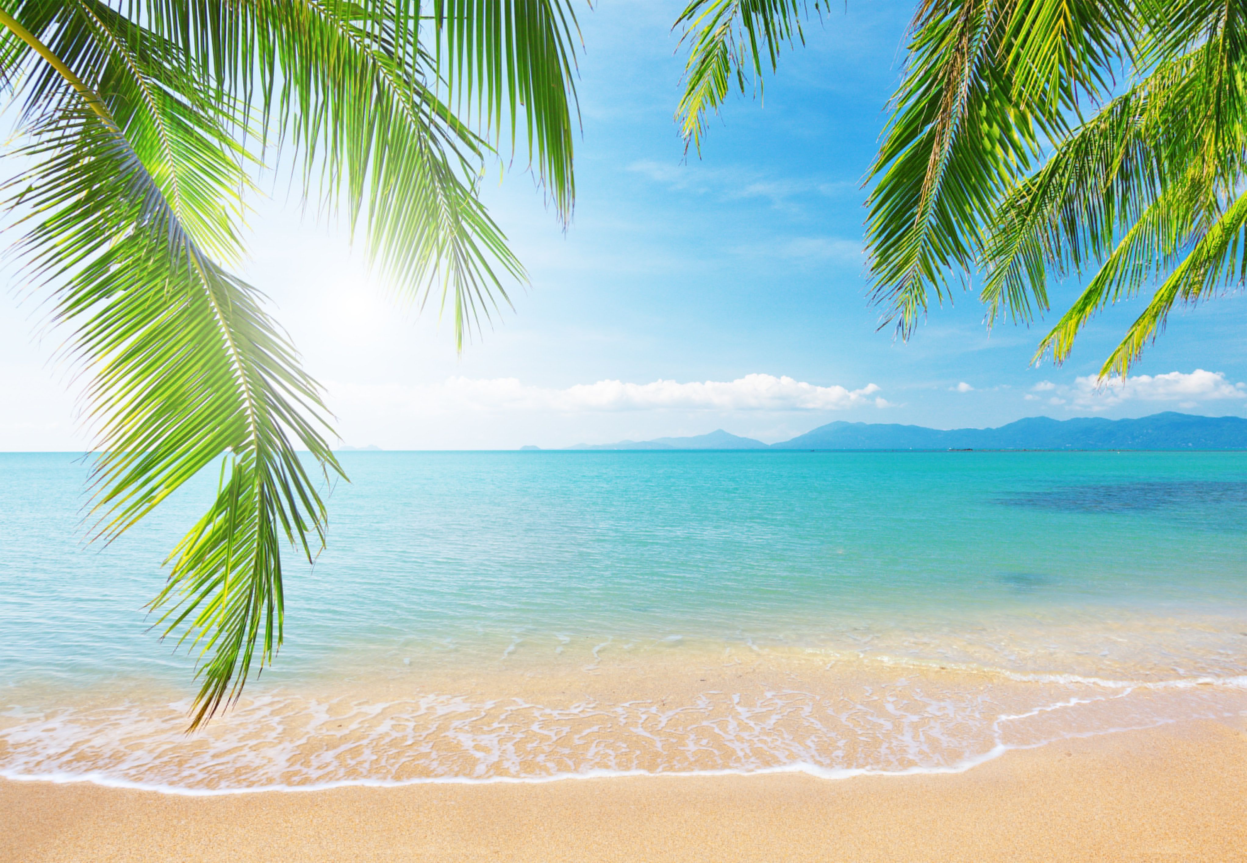 4089x2829 Wallpaper sea, the sky, clouds, landscape, branches, nature, tropical beach, palm trees for mobile and desktop, section пейзажи, resolution 4089x2829