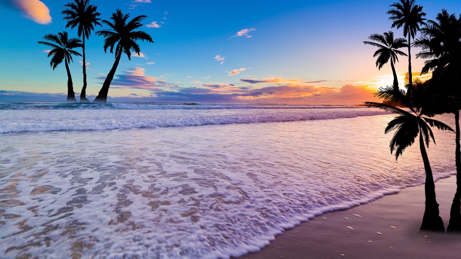 1920x1080 Palm Trees On Beach Sand Under Blue Sky HD Palm Tree Wallpaper