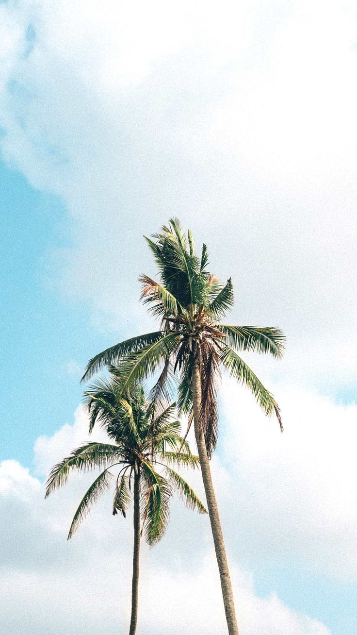 736x1308 Summer iPhone wallpaper homescreen background HD tropical beach palm tree lock screen phone image