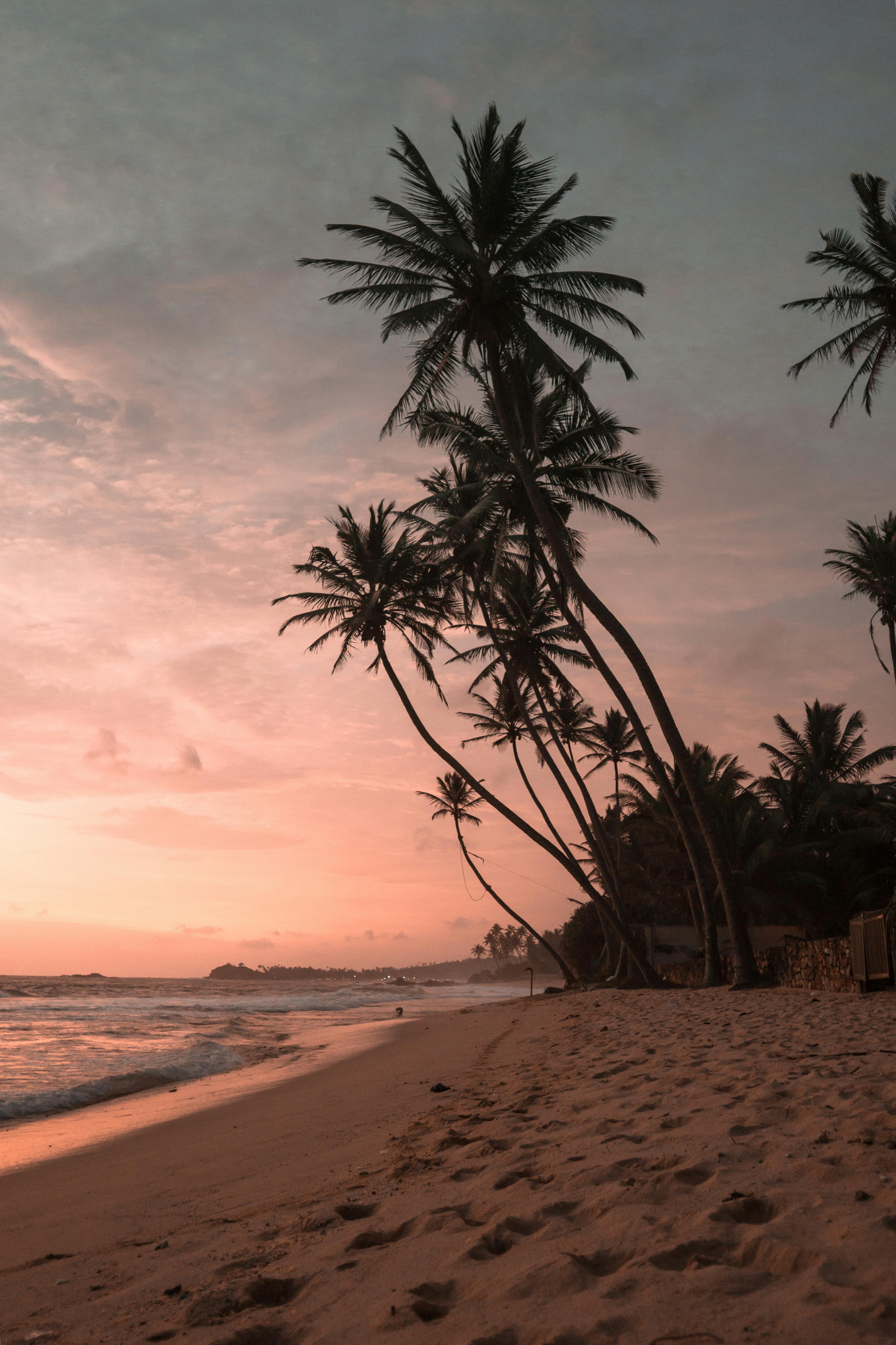 3807x5710 Palm Trees at Beach · Free