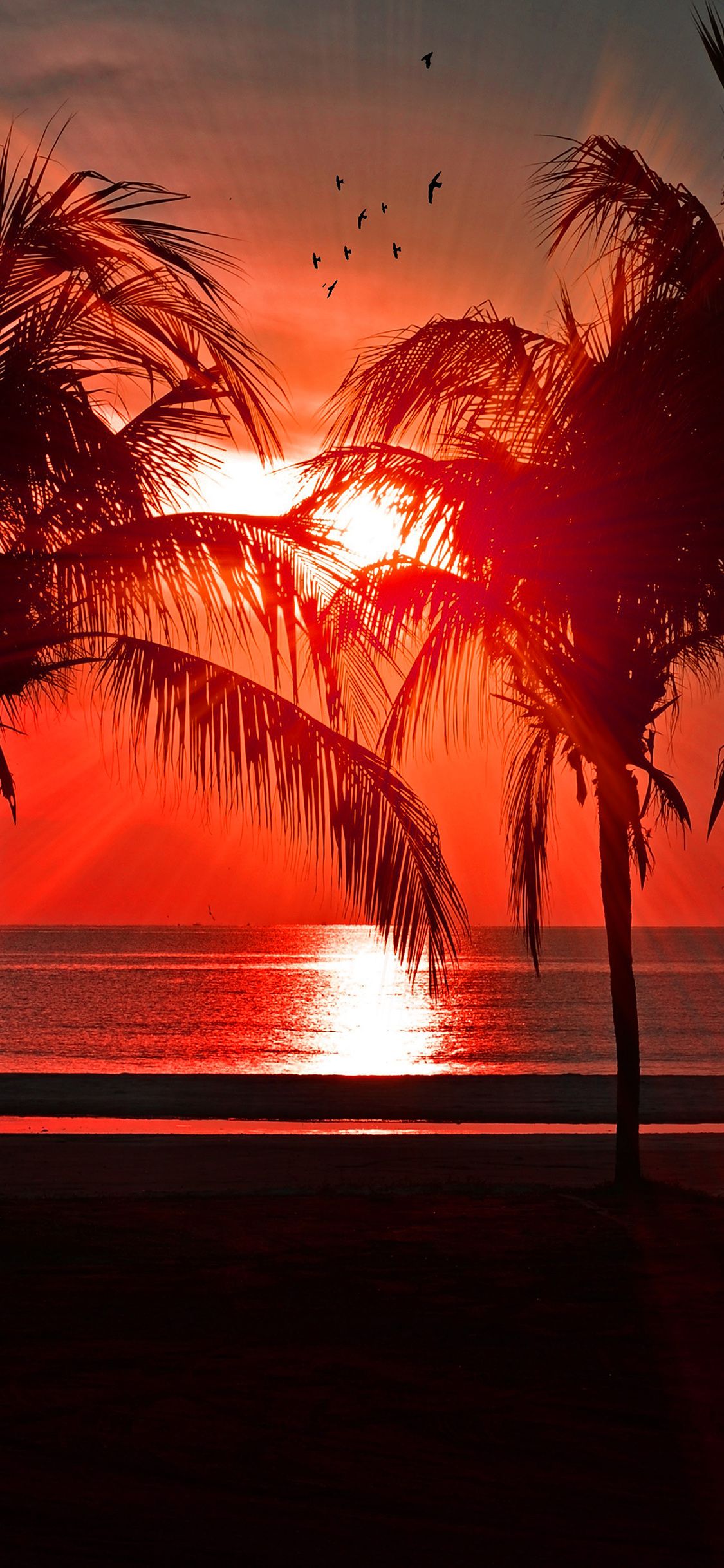 1125x2436 iPhone X wallpaper. beach vacation summer night sunset red palm tree dark