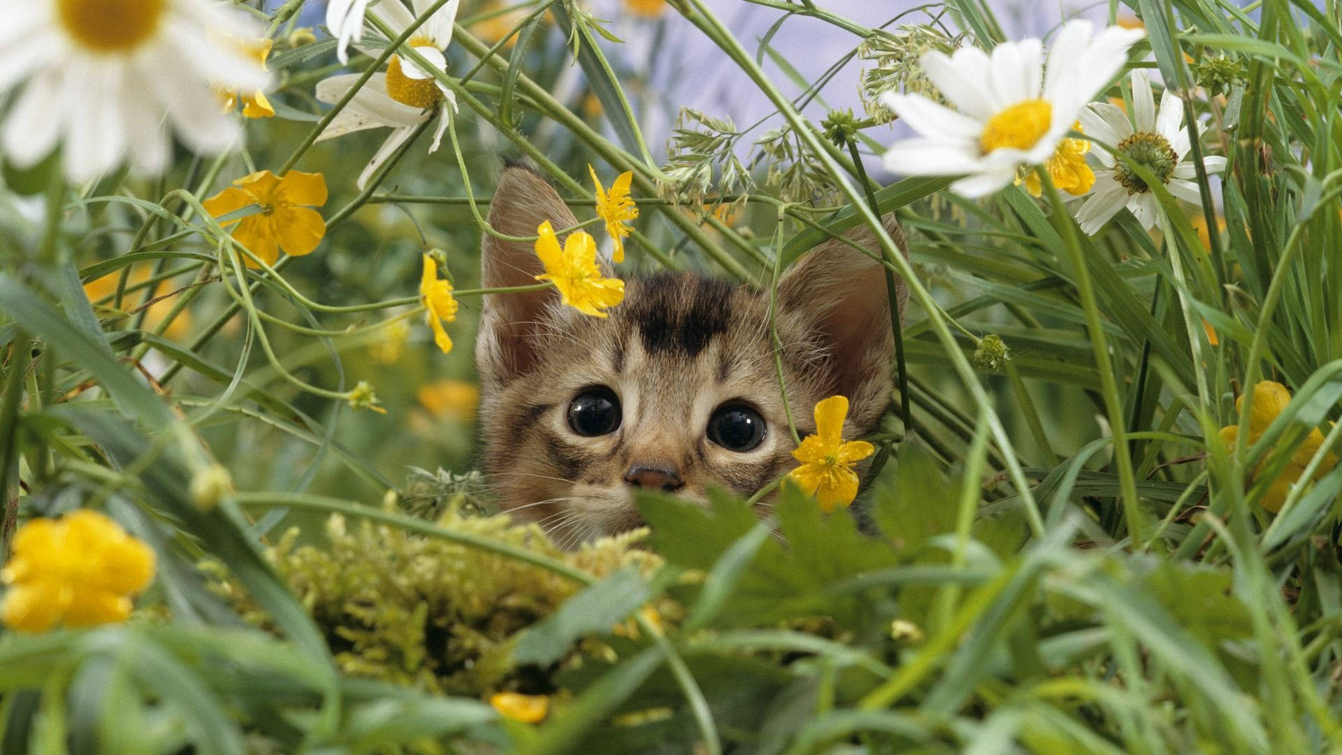1920x1080 Download Cute Spring Kitten Wallpaper