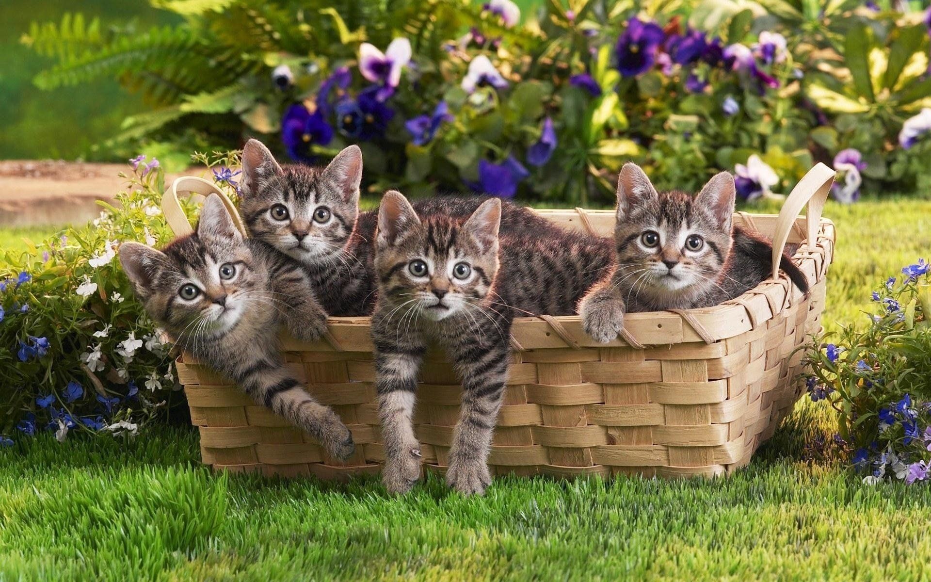 1920x1200 Spring Basket of Joy: Cute Kitten HD Wallpaperx1200